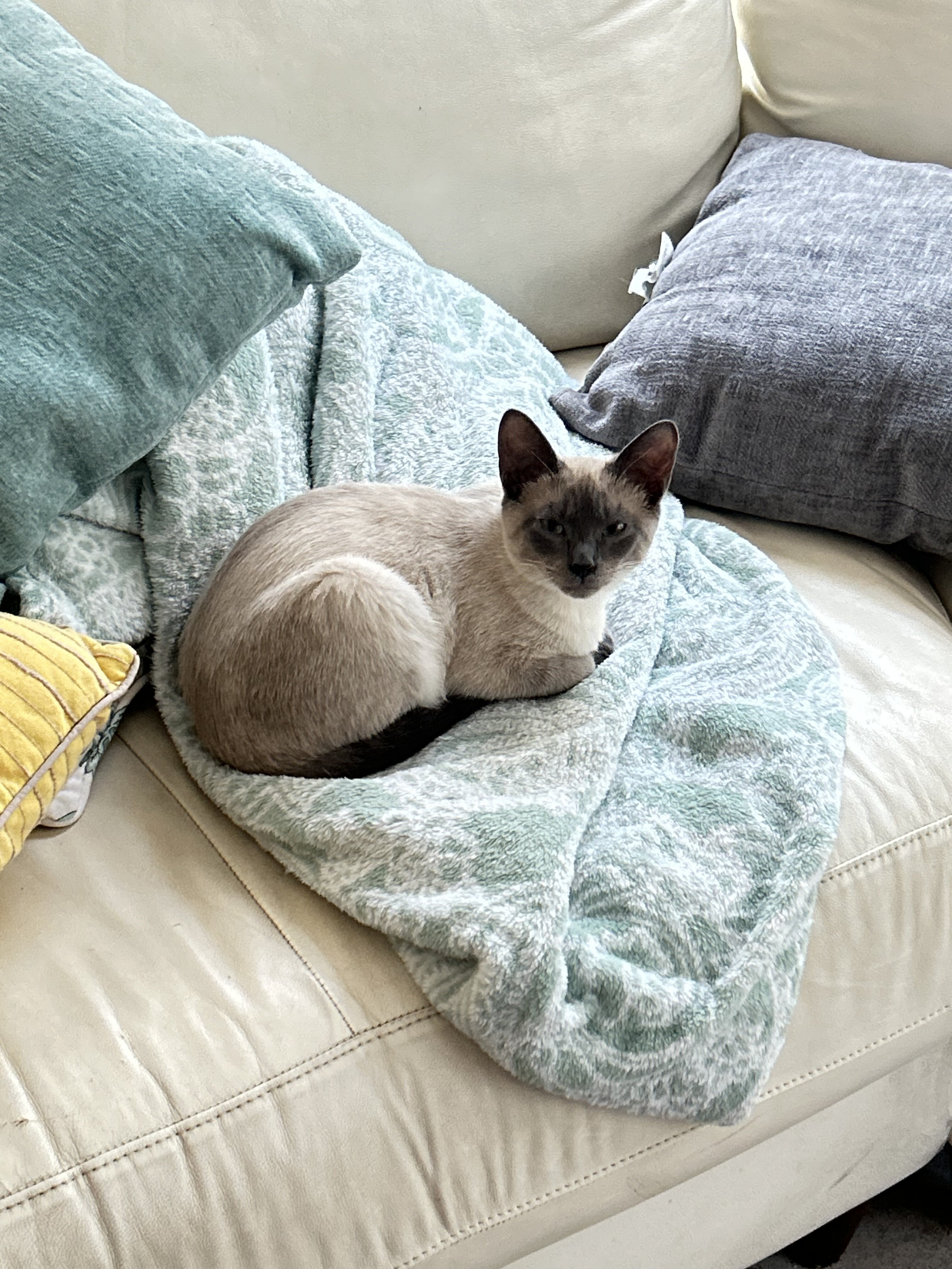 6 month old Blue Point Siamese image 1