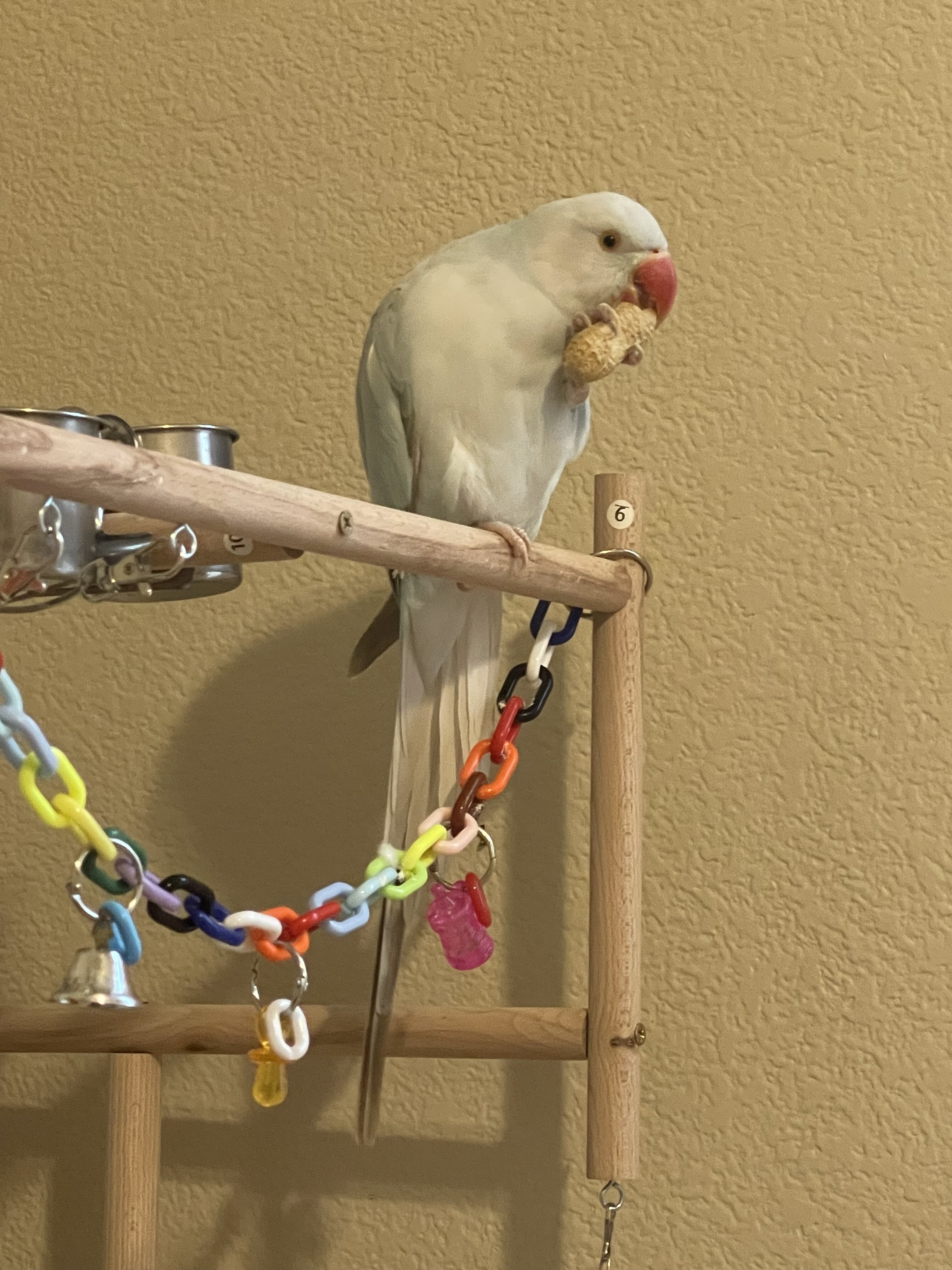 Female Indian Ring neck image 1