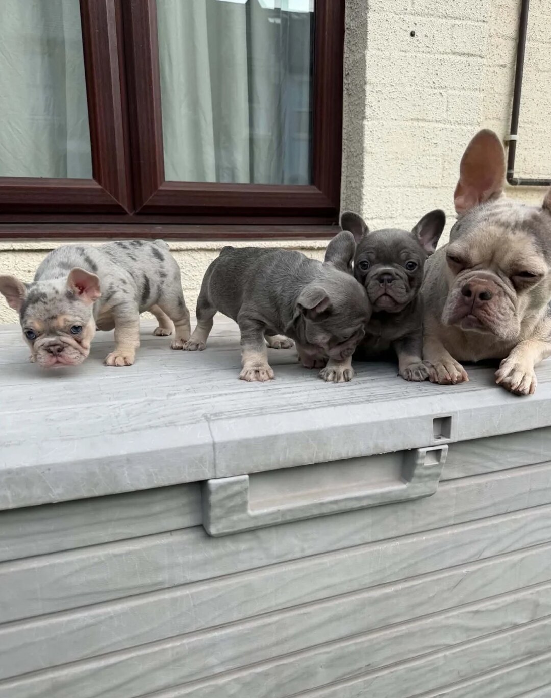 French Bull Dog Blue And White/Grey image 1
