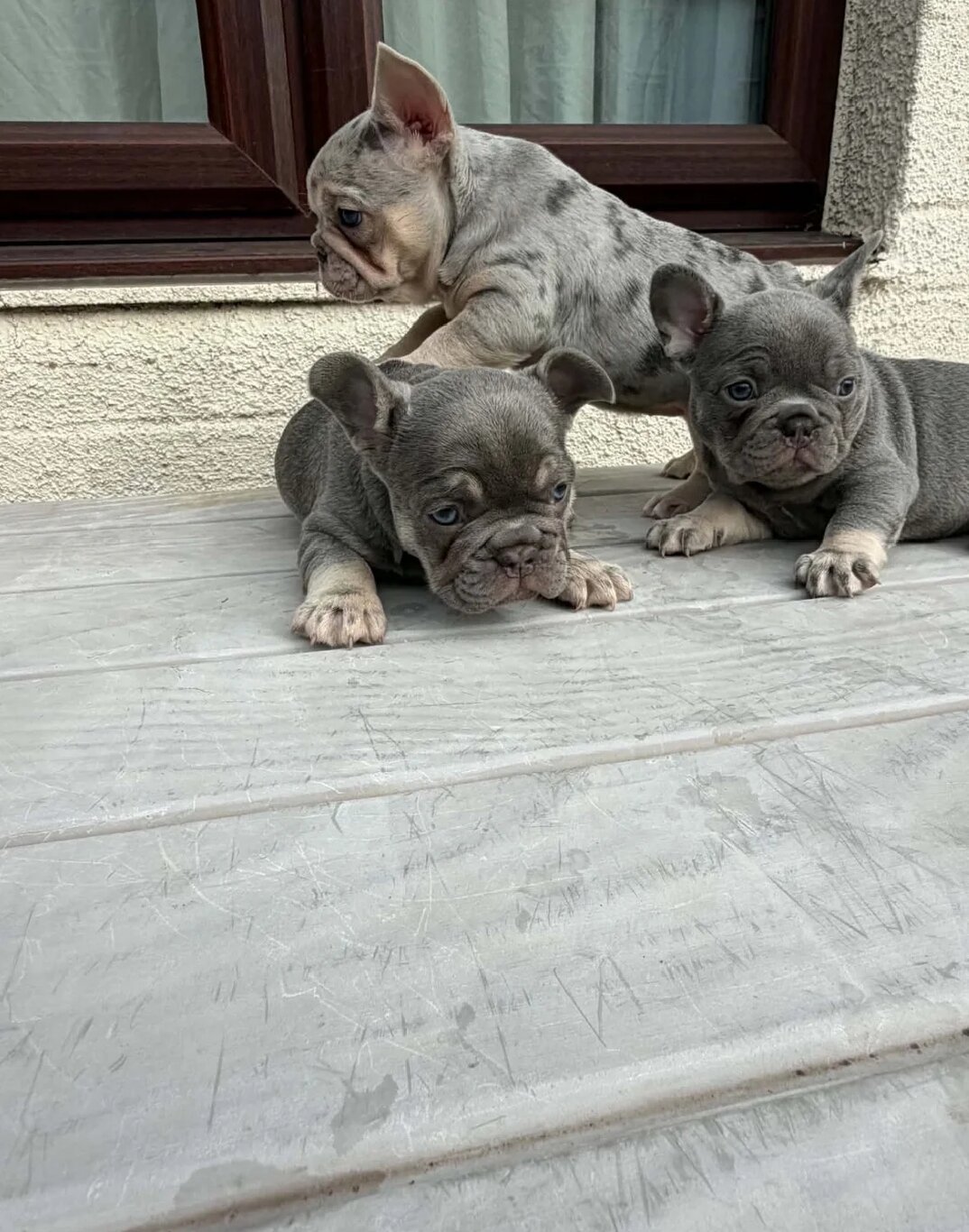 French Bull Dog Blue And White/Grey image 2