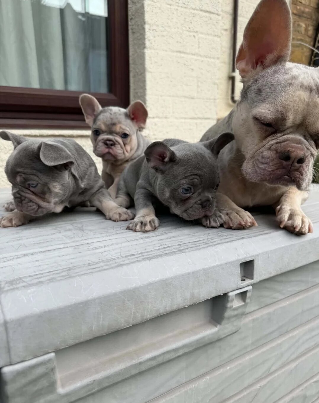 French Bull Dog Blue And White/Grey image 3