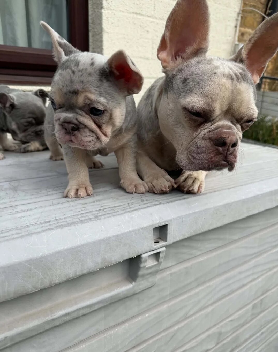 French Bull Dog Blue And White/Grey image 4