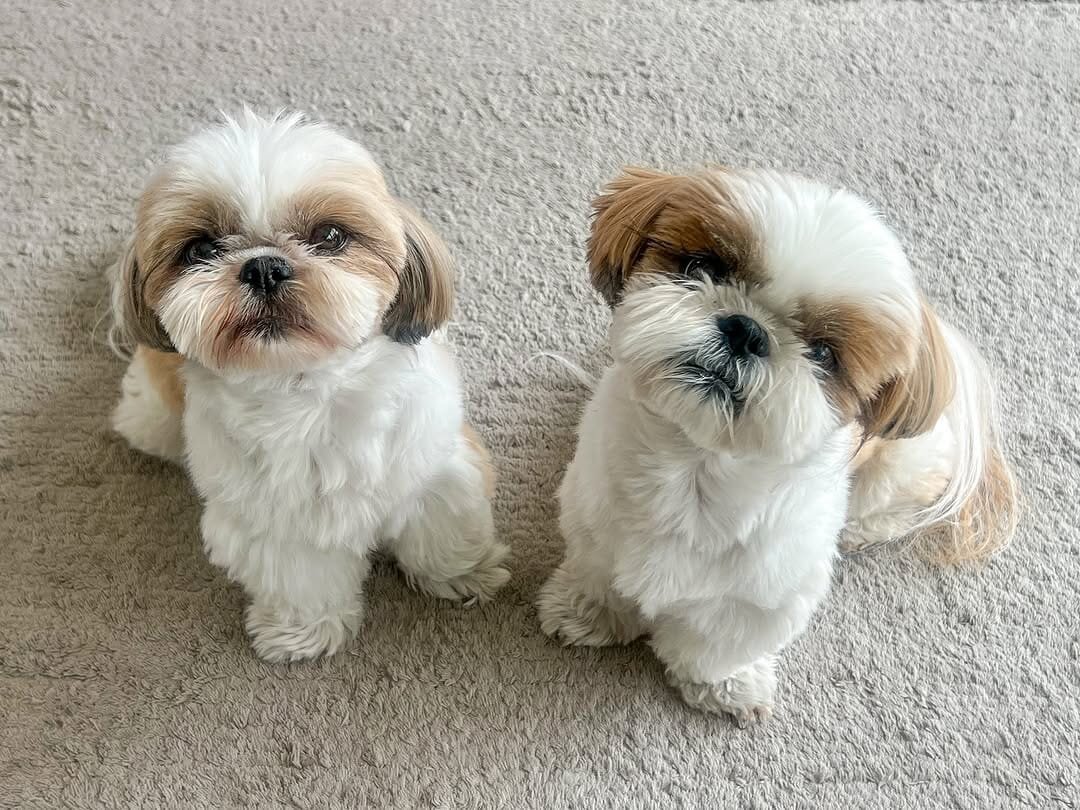 Shih Tzu puppies Available image 1