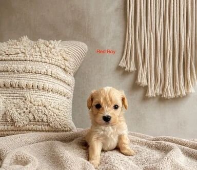 Adorable 🥰 Toy Poodle puppies image 1