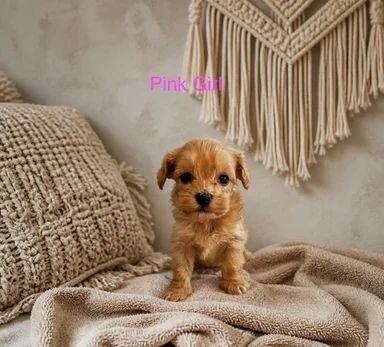 Adorable 🥰 Toy Poodle puppies image 2