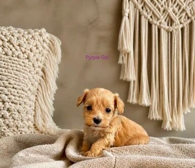 Adorable 🥰 Toy Poodle puppies image 3