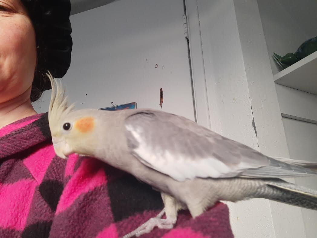 11 Week Old Cockatiel For Sale image 3