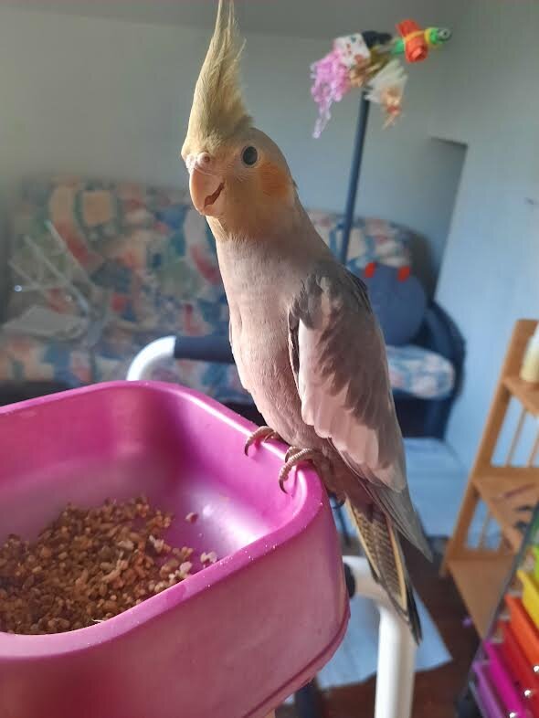 11 Week Old Cockatiel For Sale image 2