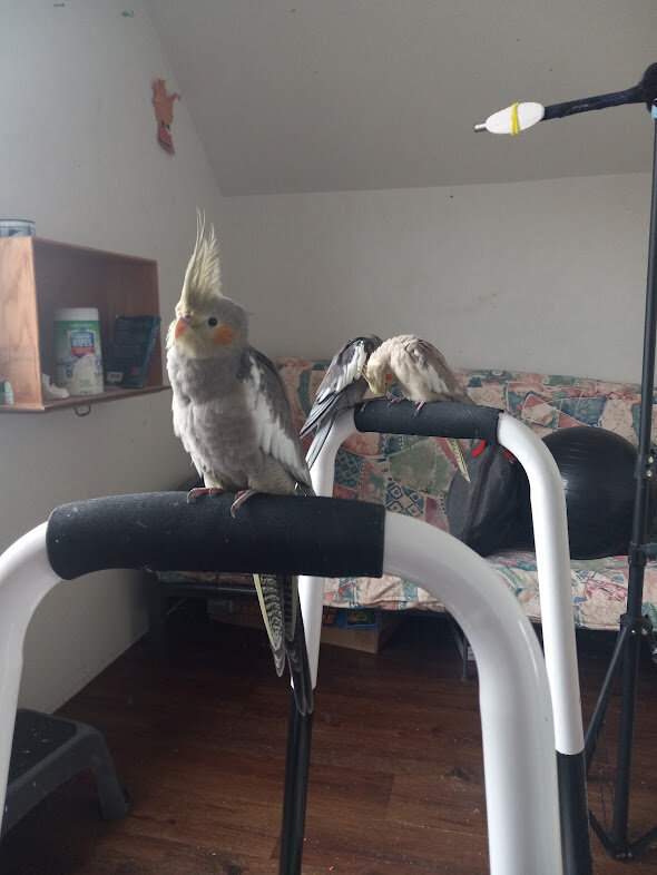 11 Week Old Cockatiel For Sale image 1