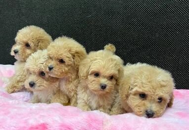 Joy bringer poodle puppies near me image 1