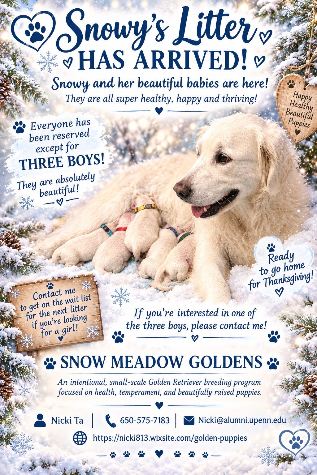English Cream Golden Retriever image 2
