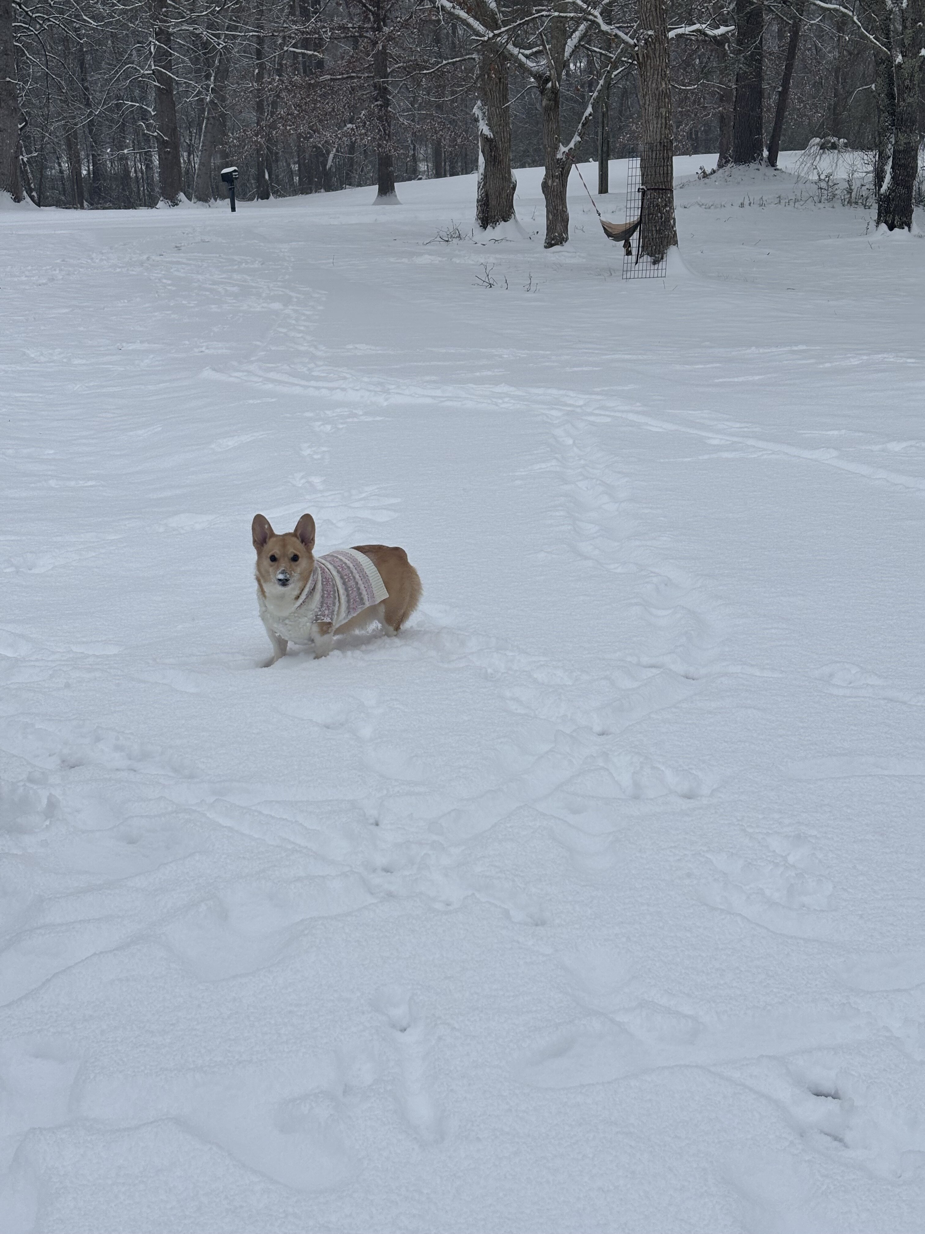 Corgi image 3