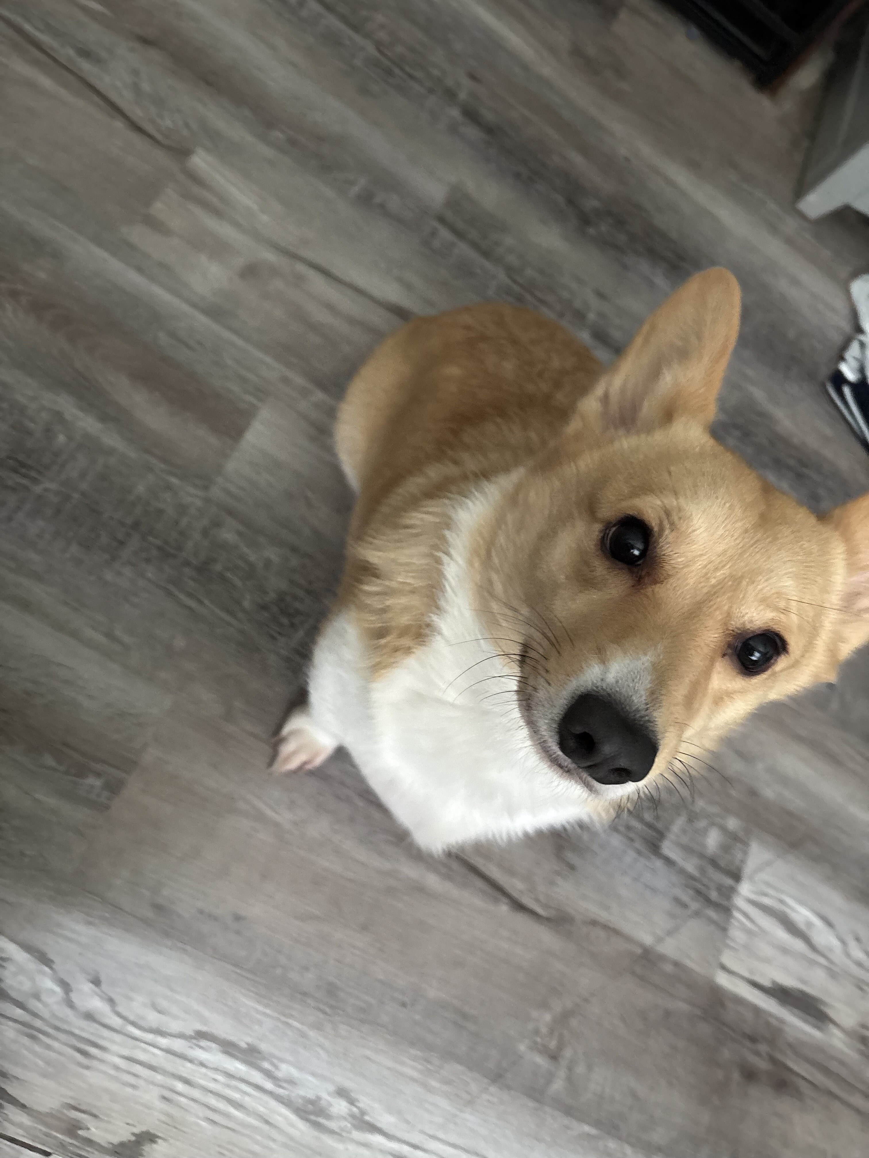 Corgi image 1