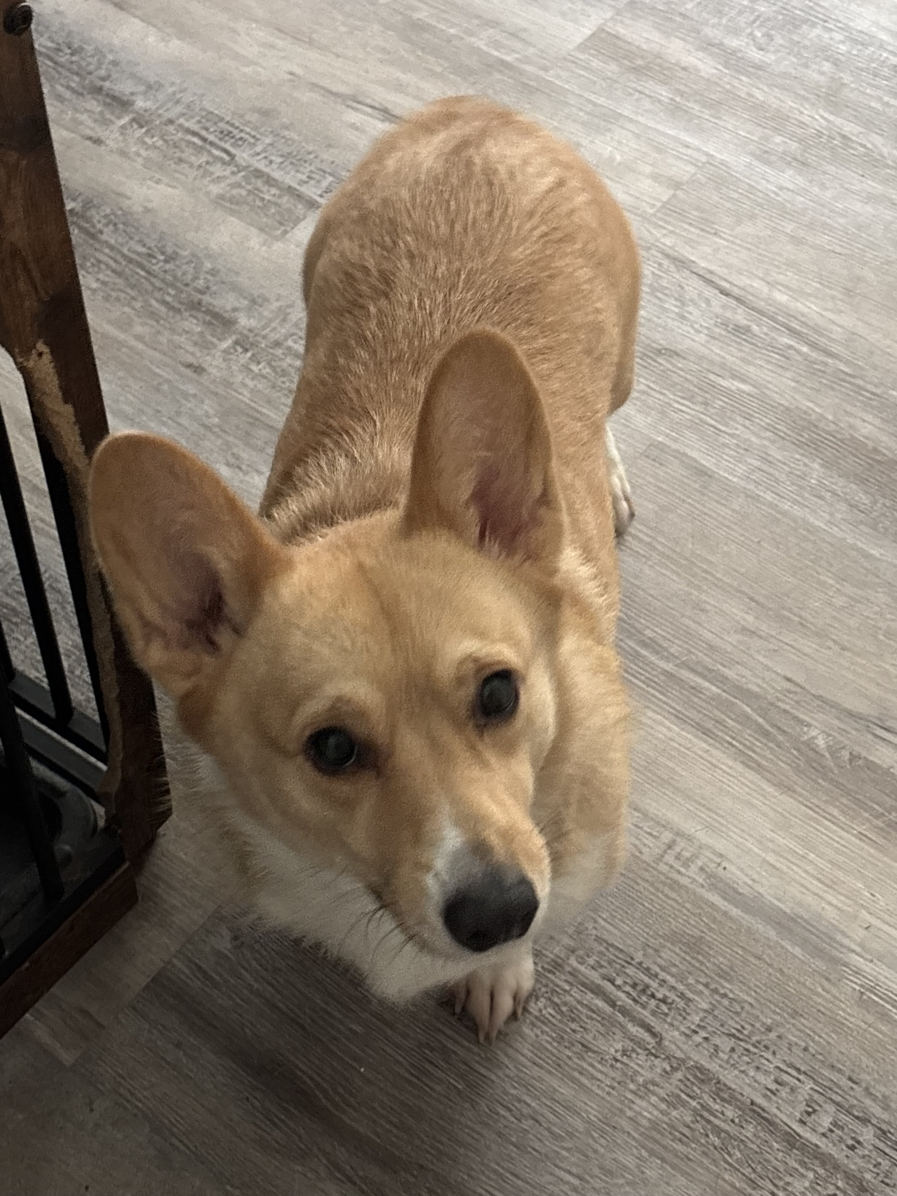 Corgi image 2