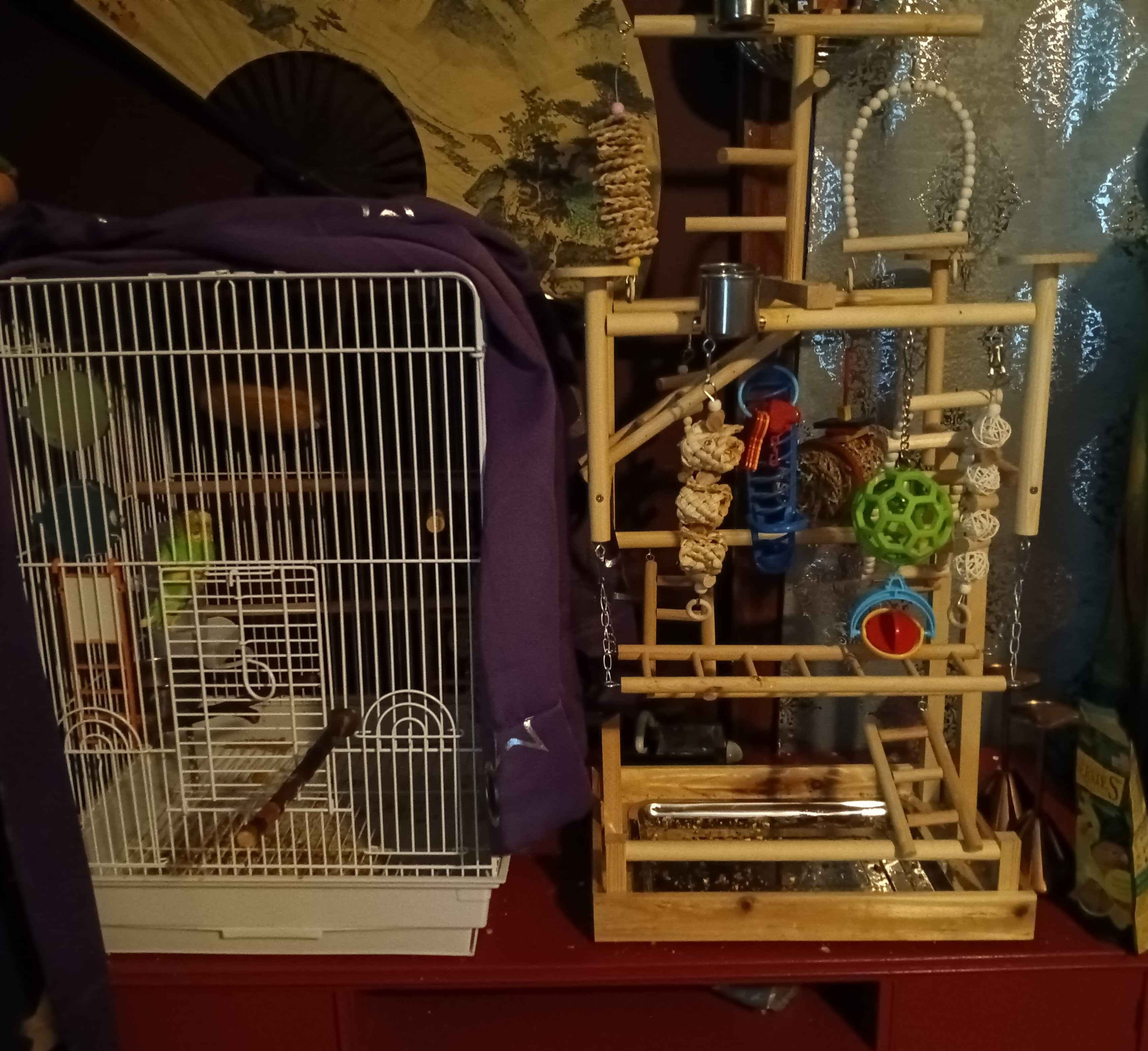 Parakeet image 1