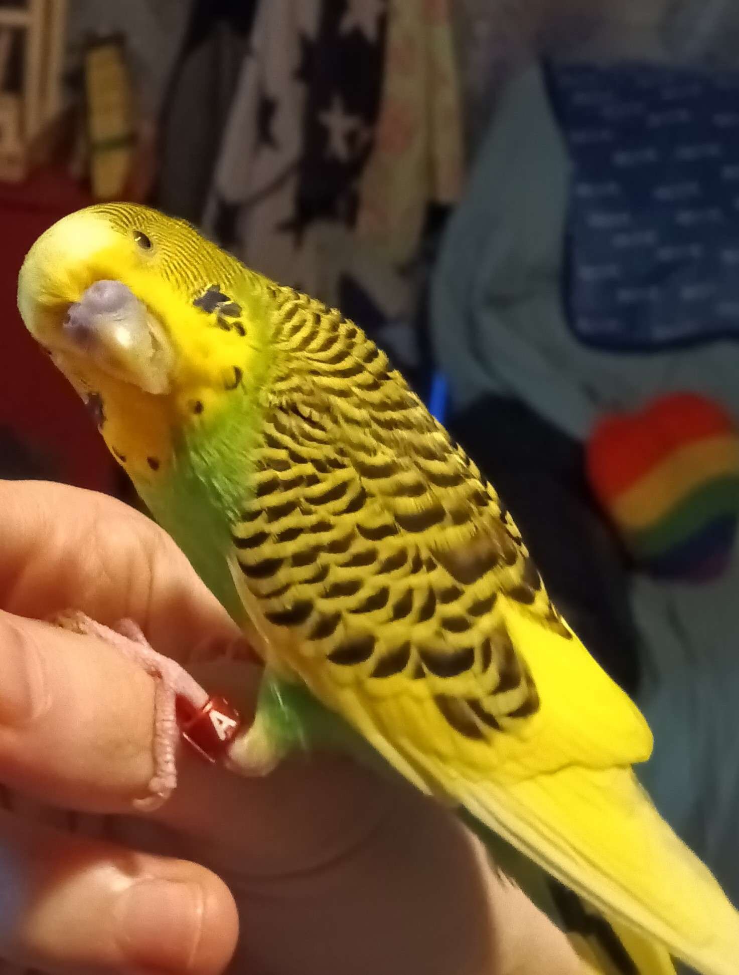 Parakeet image 3