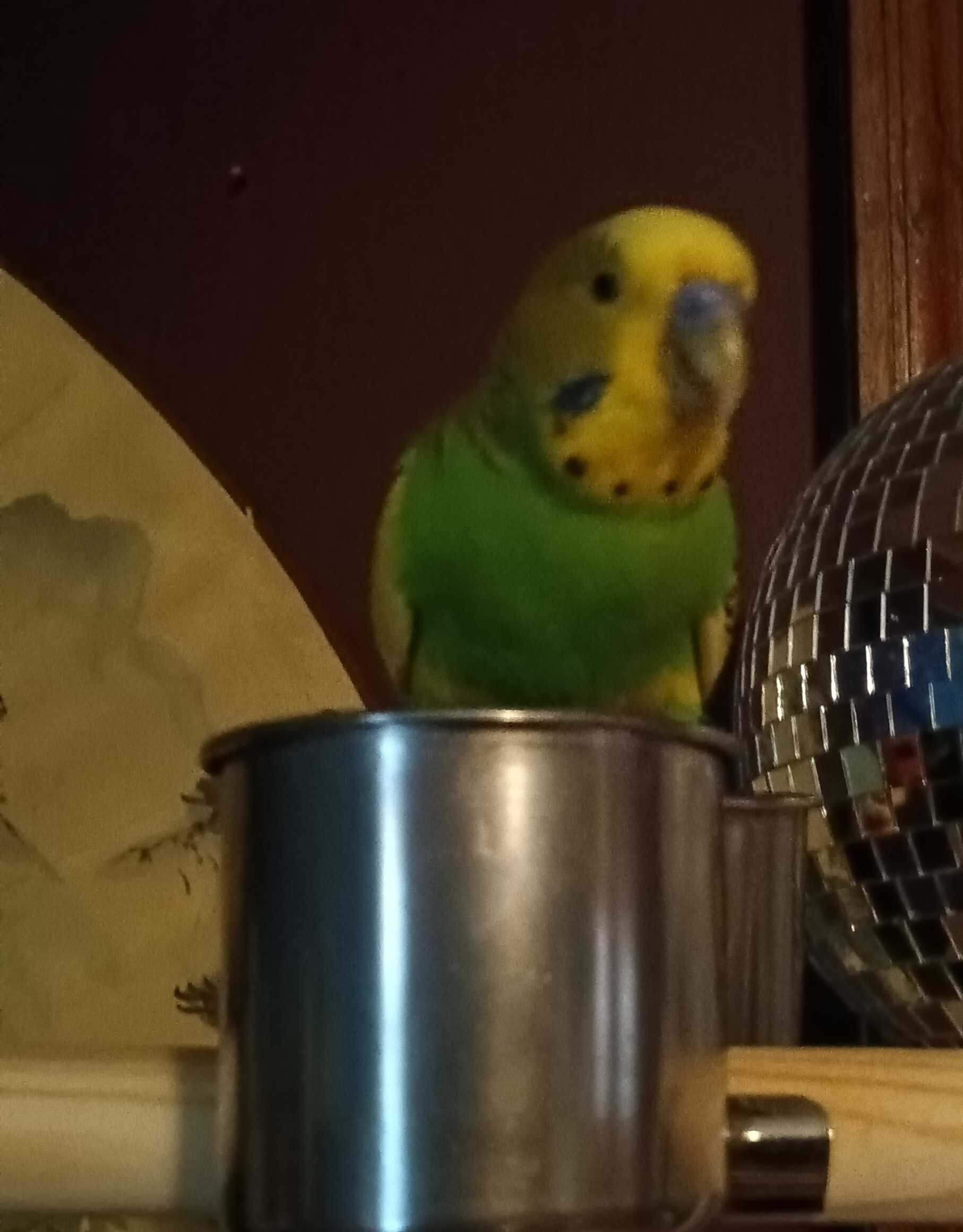 Parakeet image 2