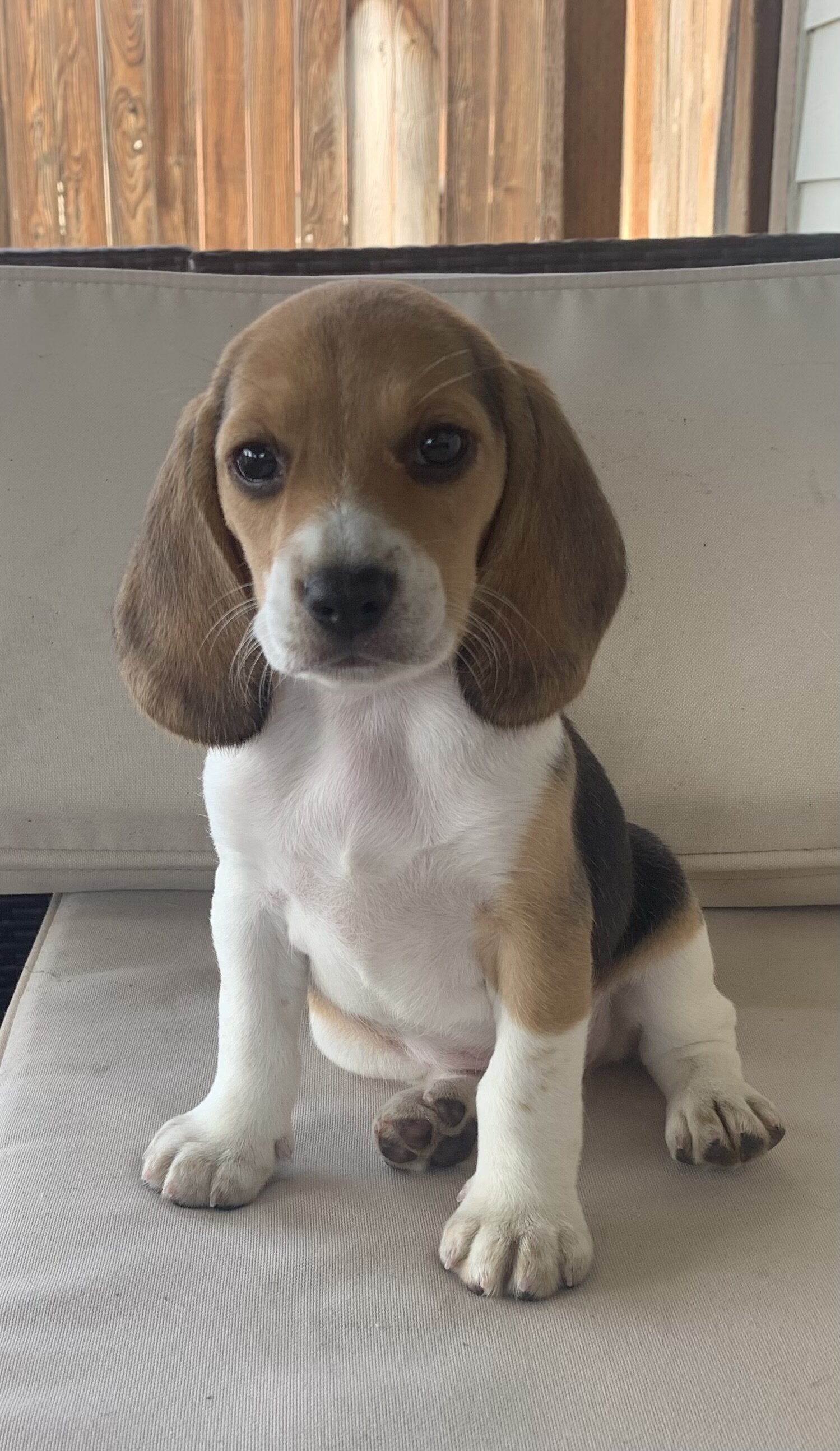 AKC Beagle image 3
