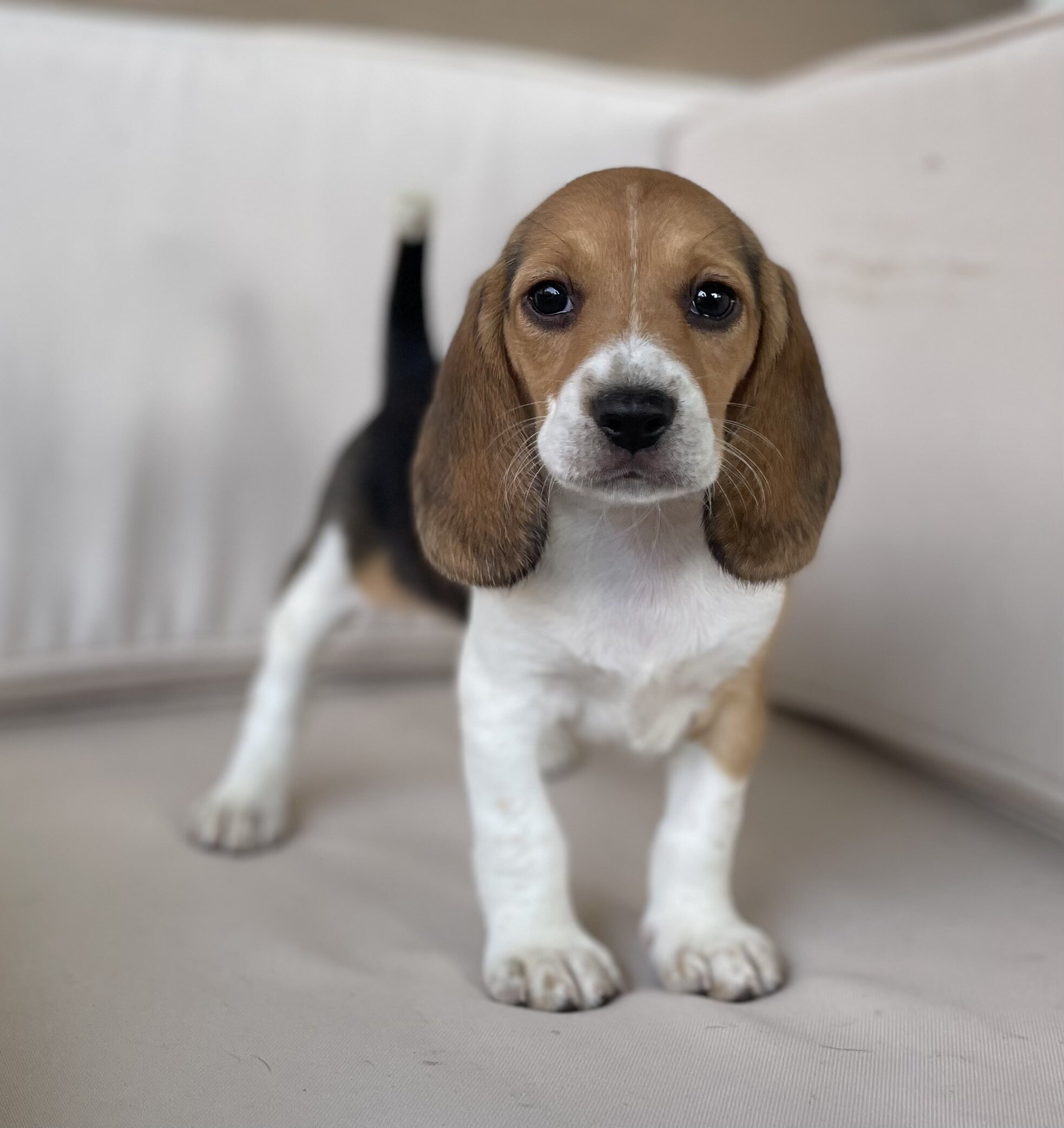AKC Beagle image 1