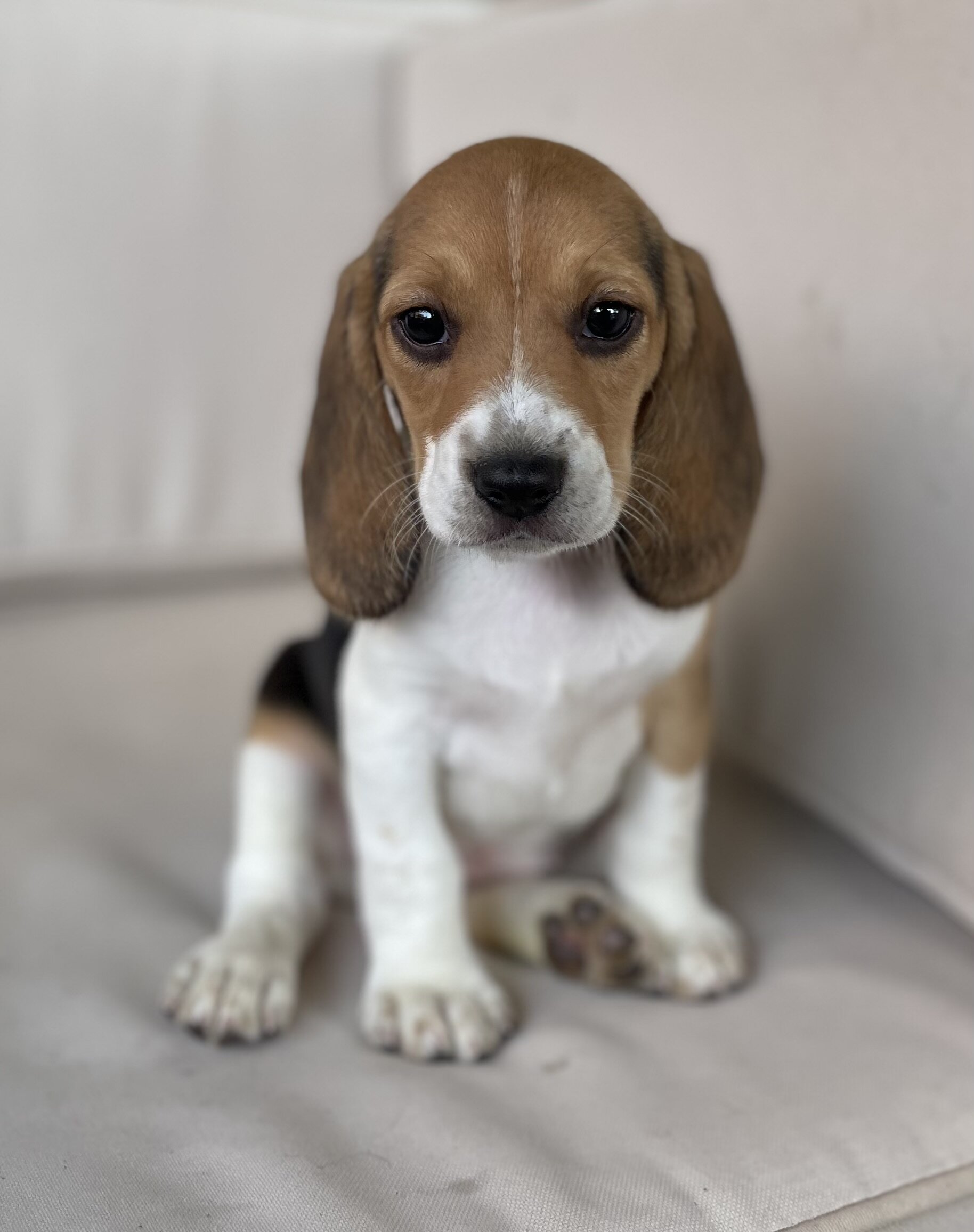 AKC Beagle image 2