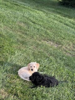 Puppies image 1