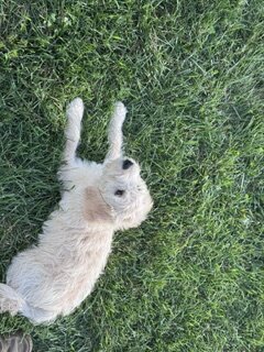 Puppies image 2