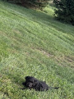 Puppies image 3