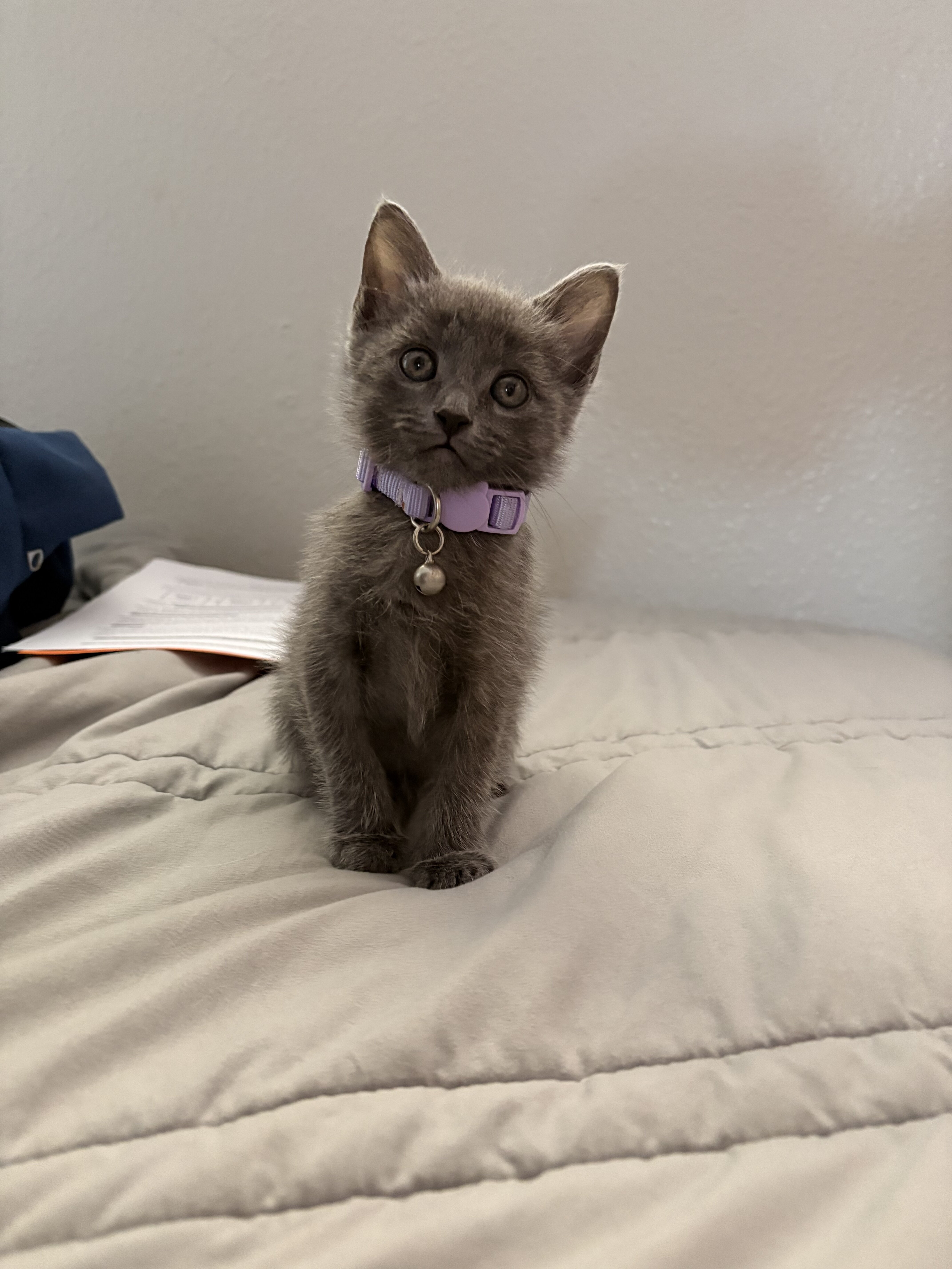 Russian Blue Mix Kitten image 2