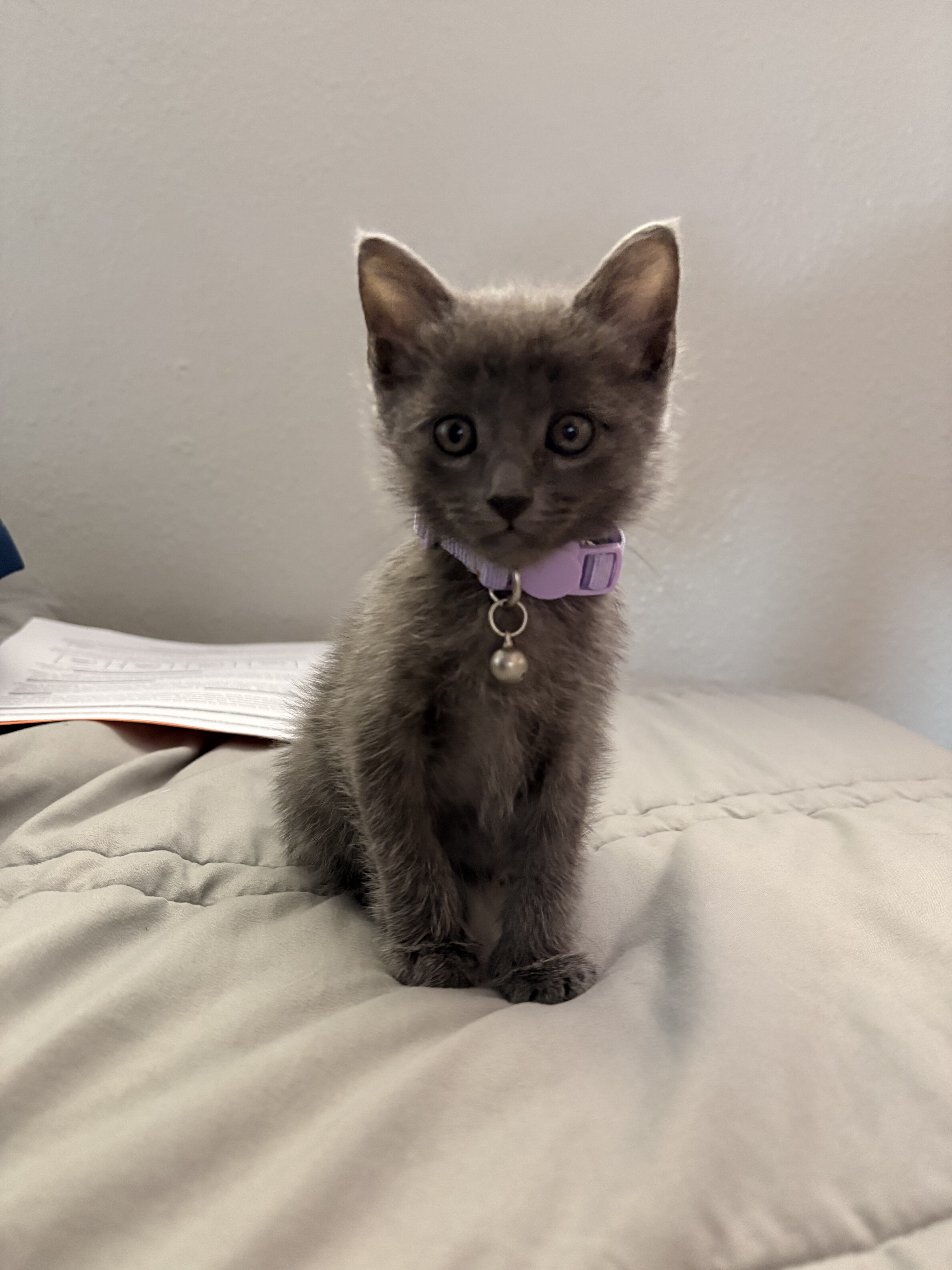 Russian Blue Mix Kitten image 1