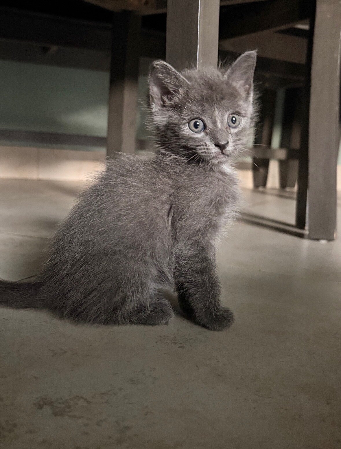 Russian Blue Mix Kitten image 3
