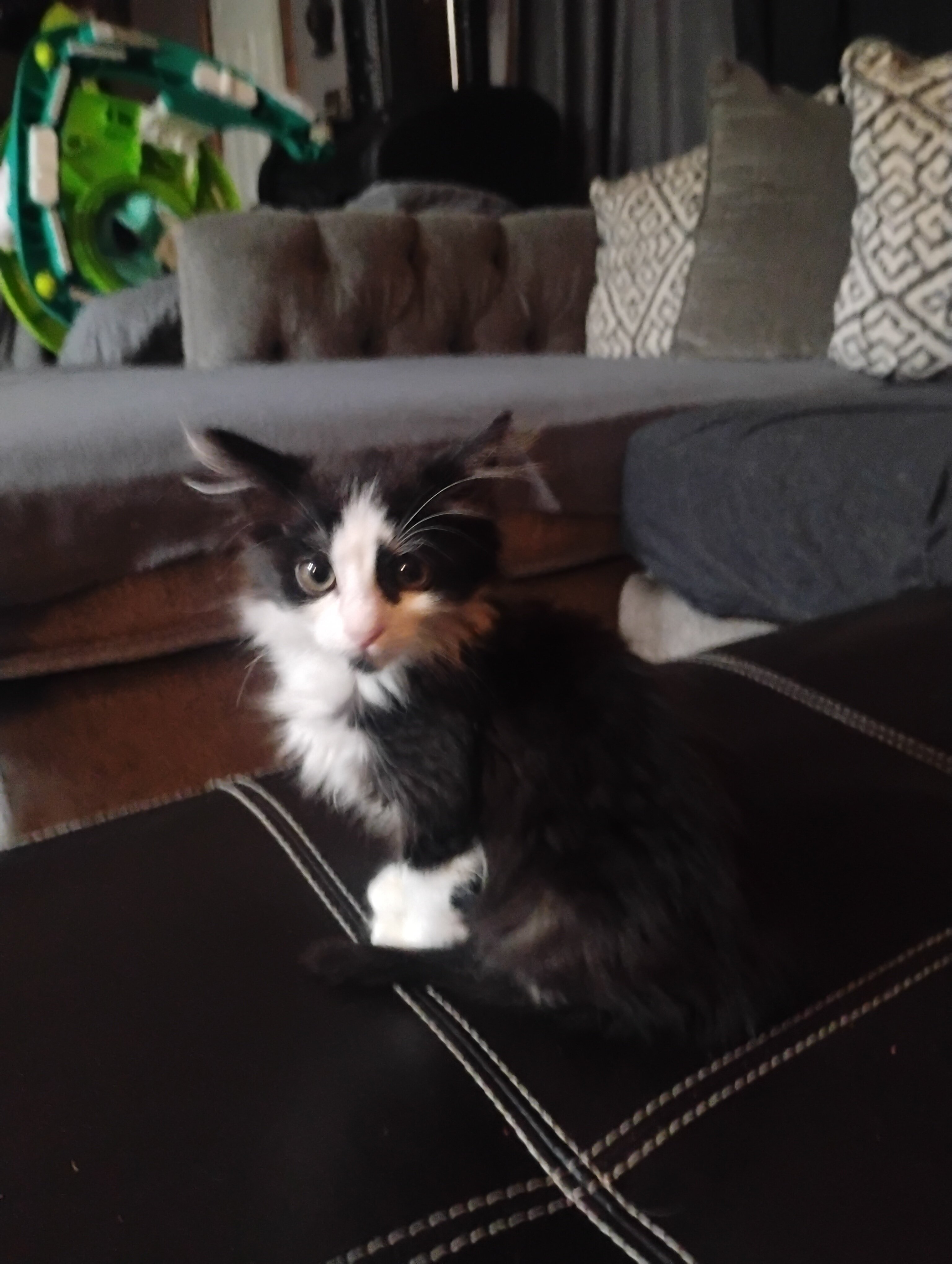 Tuxedo kitten image 1