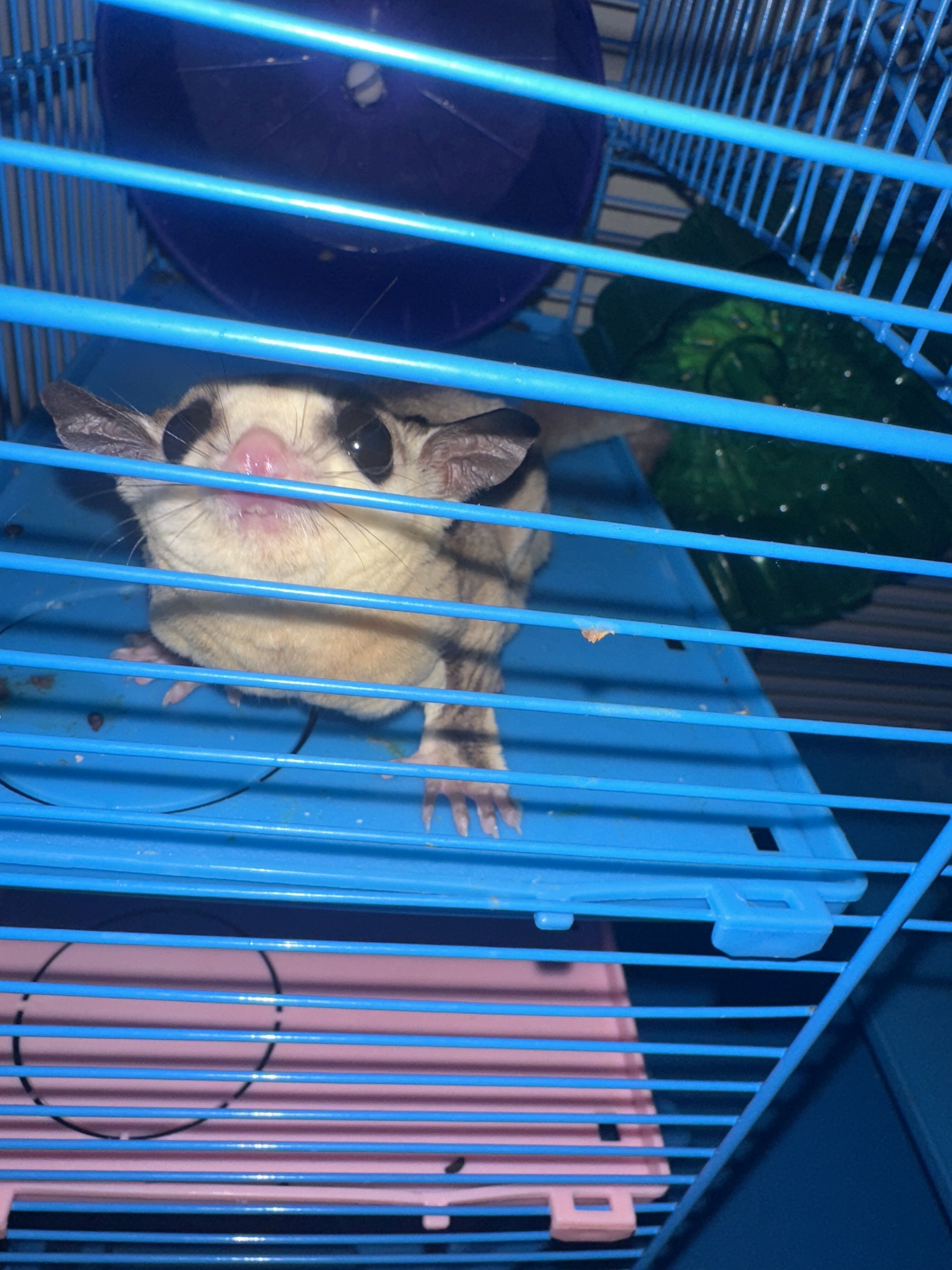 Female Sugar Glider image 1