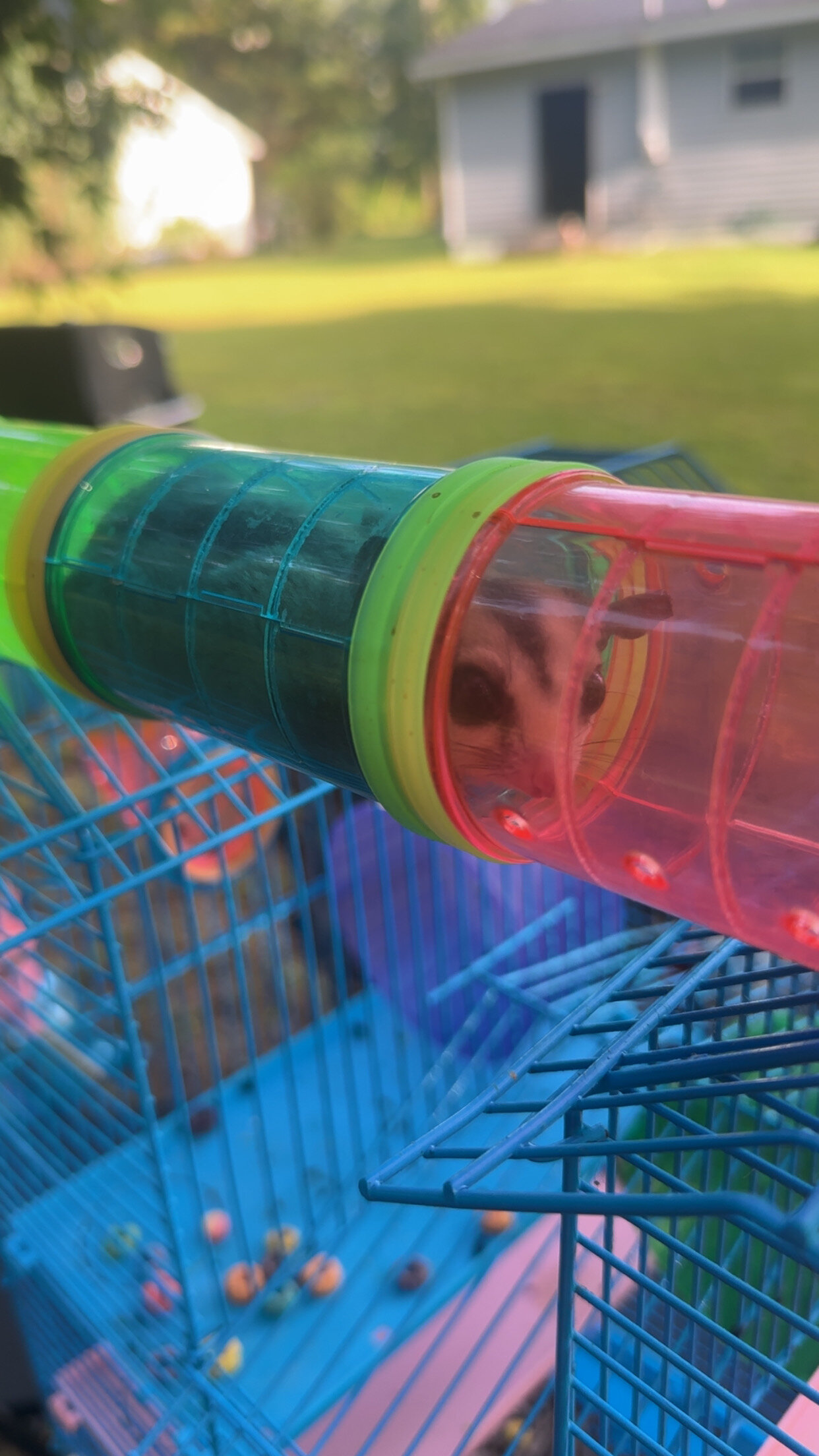 Female Sugar Glider image 2