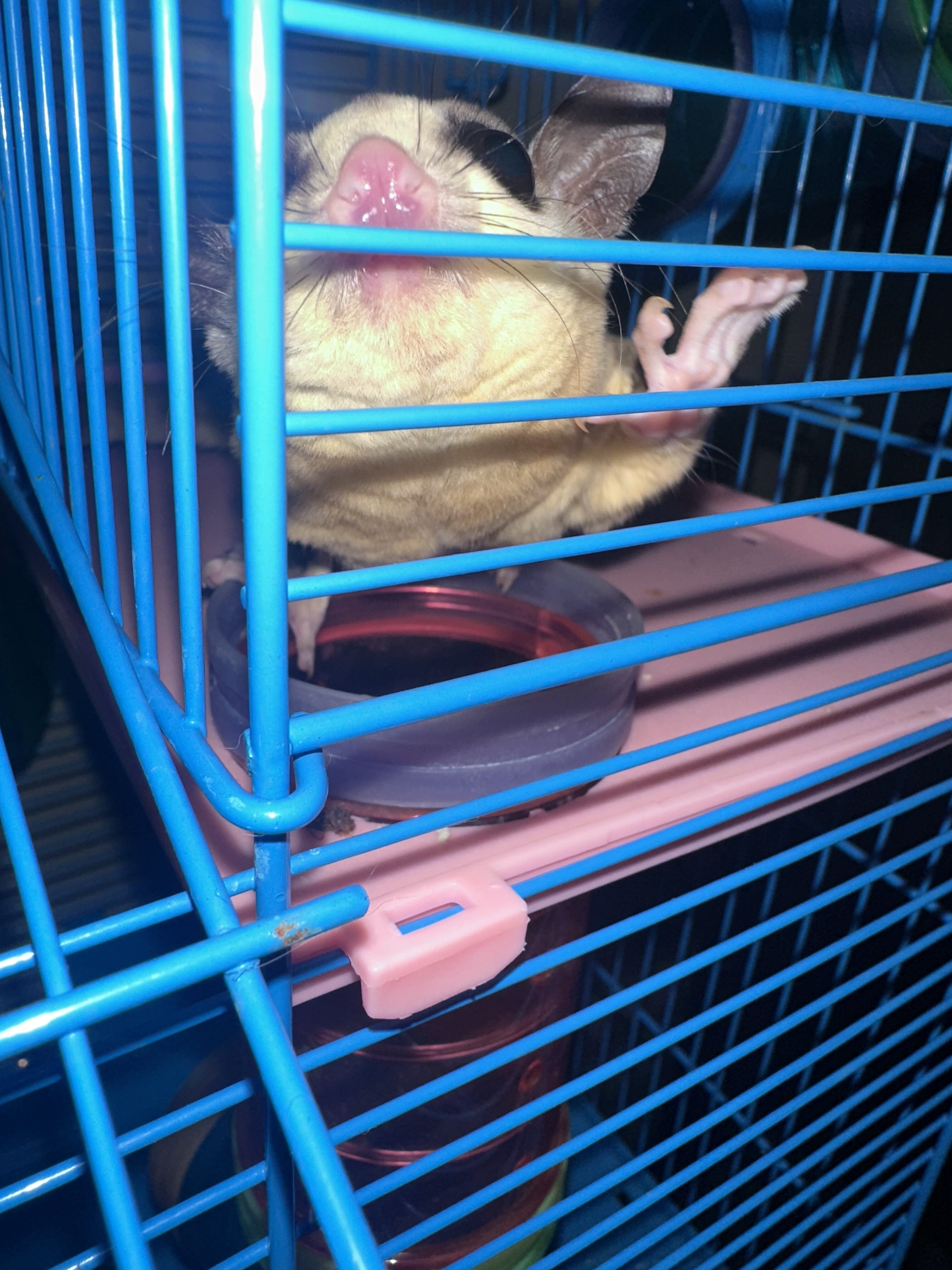 Female Sugar Glider image 6