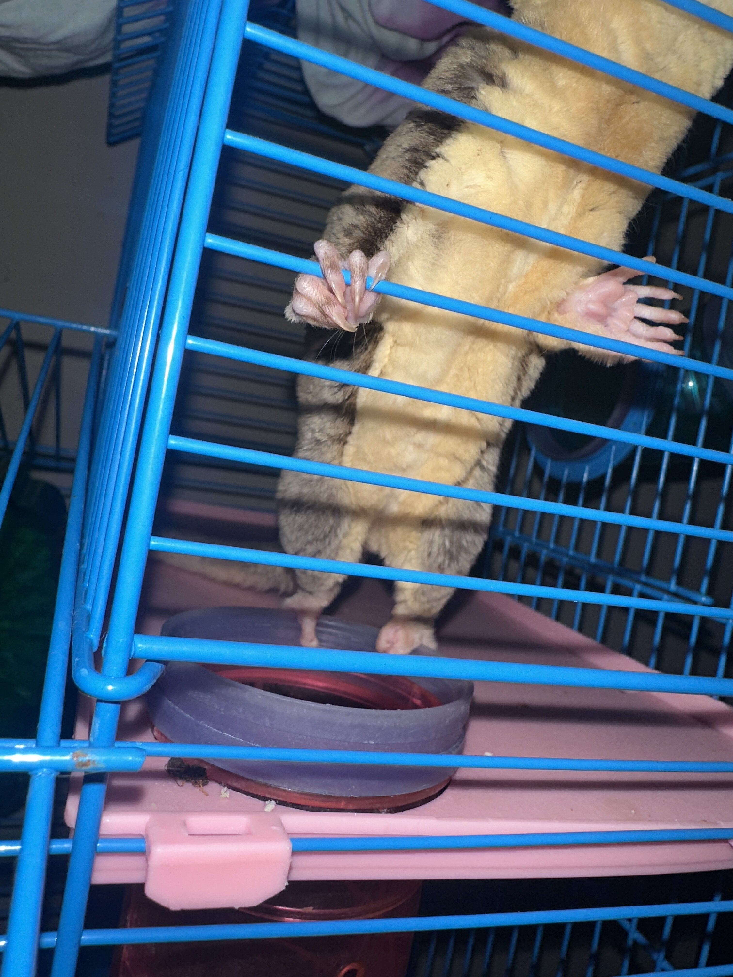 Female Sugar Glider image 5