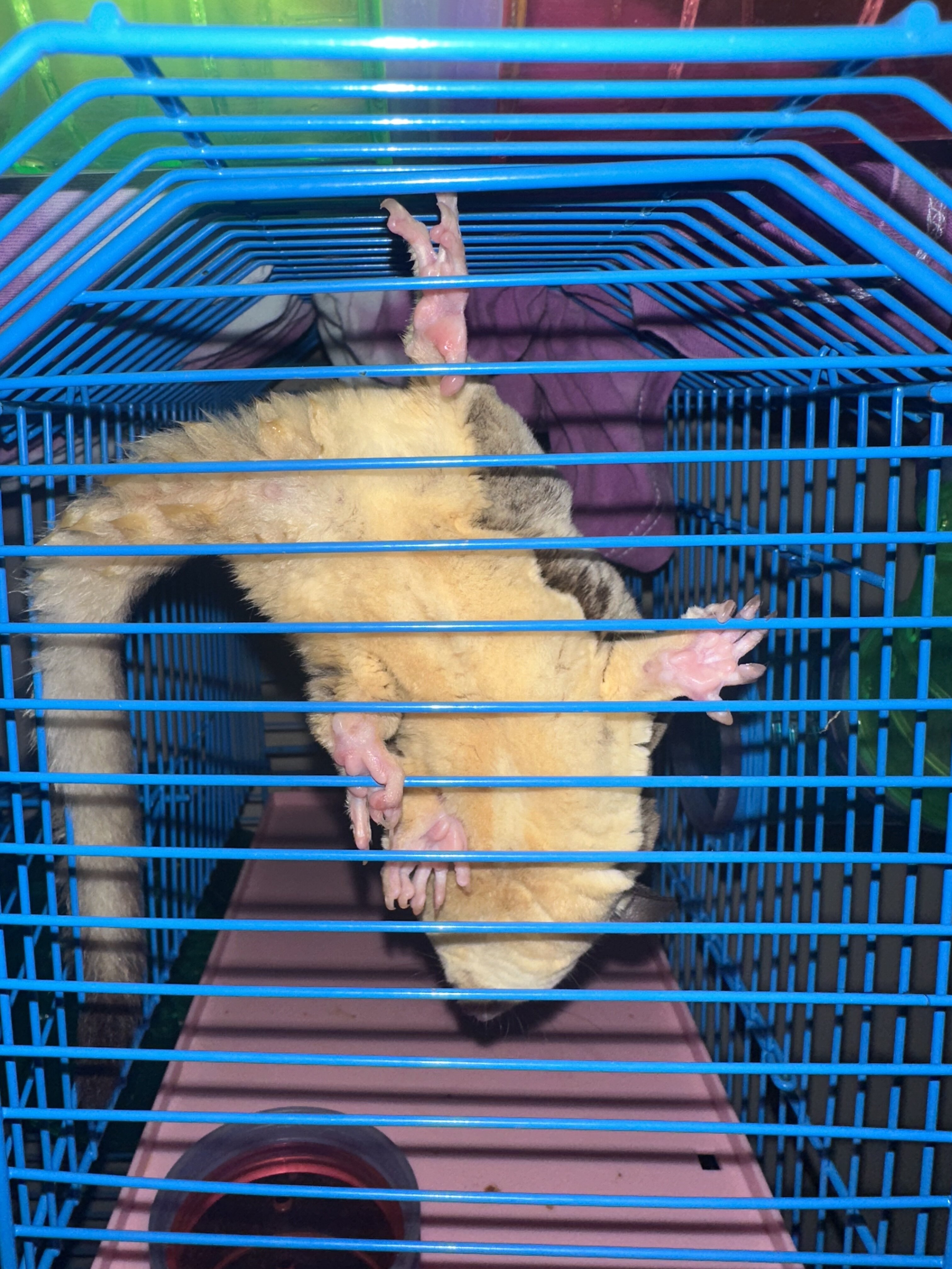 Female Sugar Glider image 4