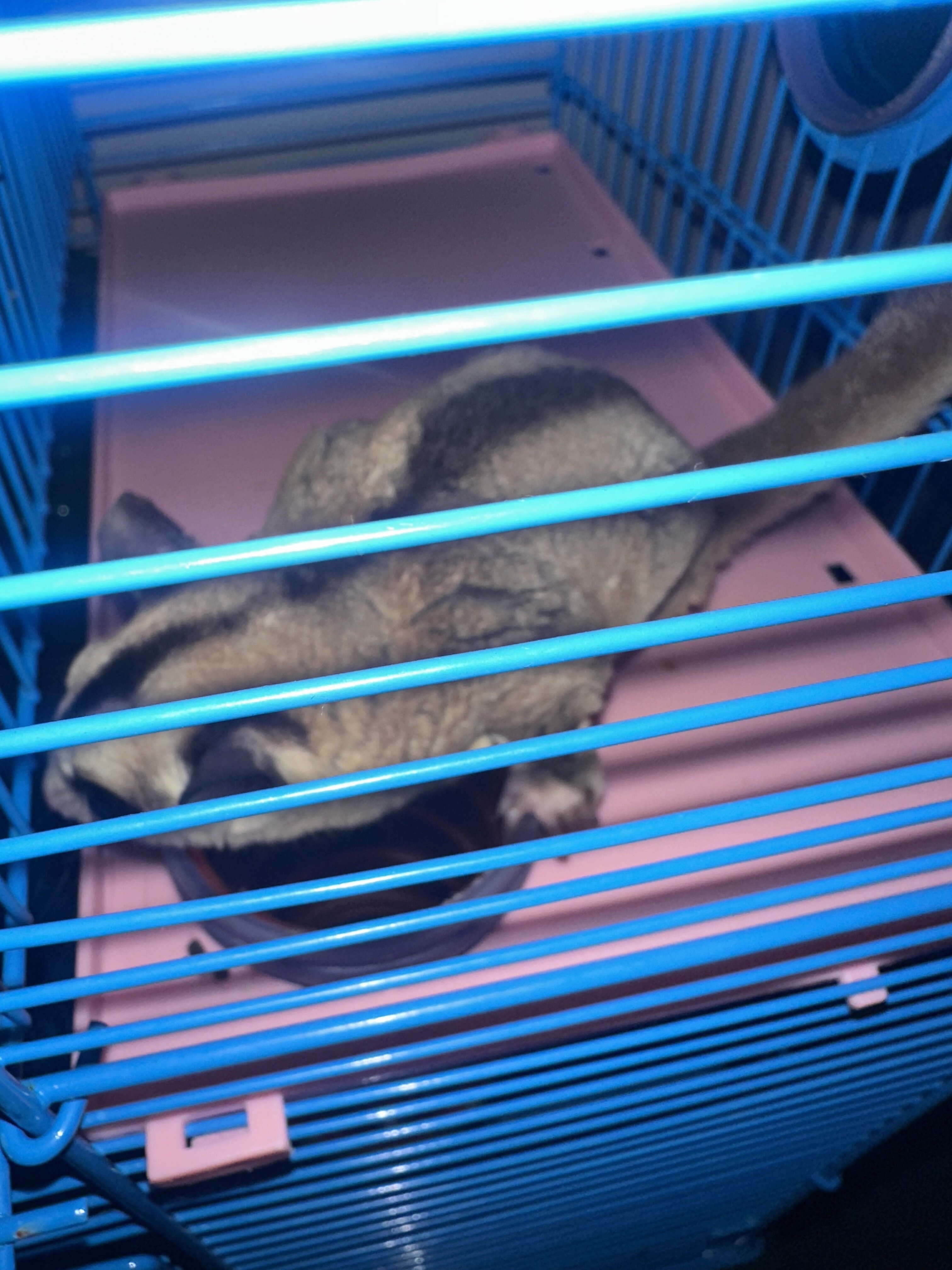 Female Sugar Glider image 3