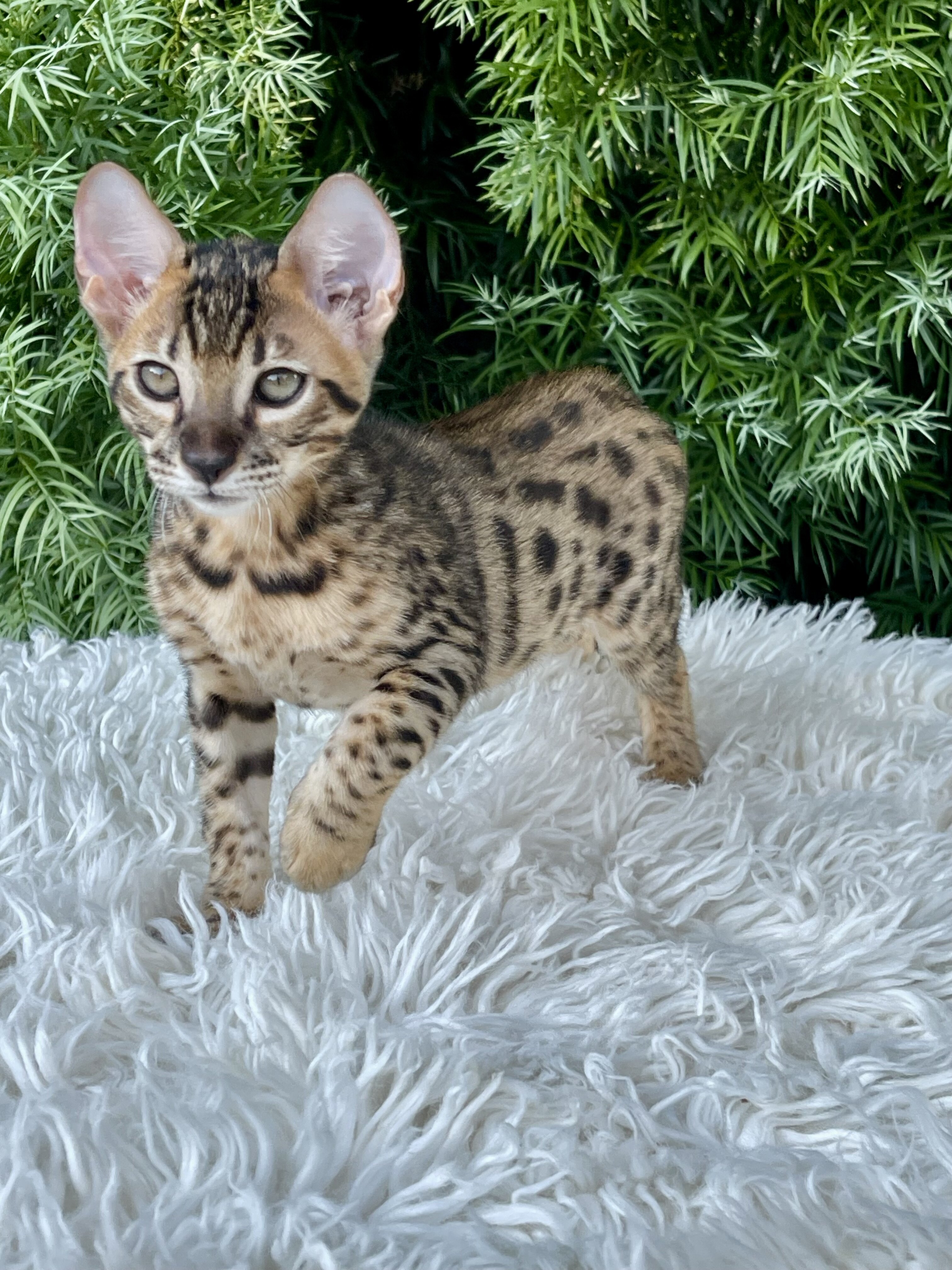 Kitten image 5