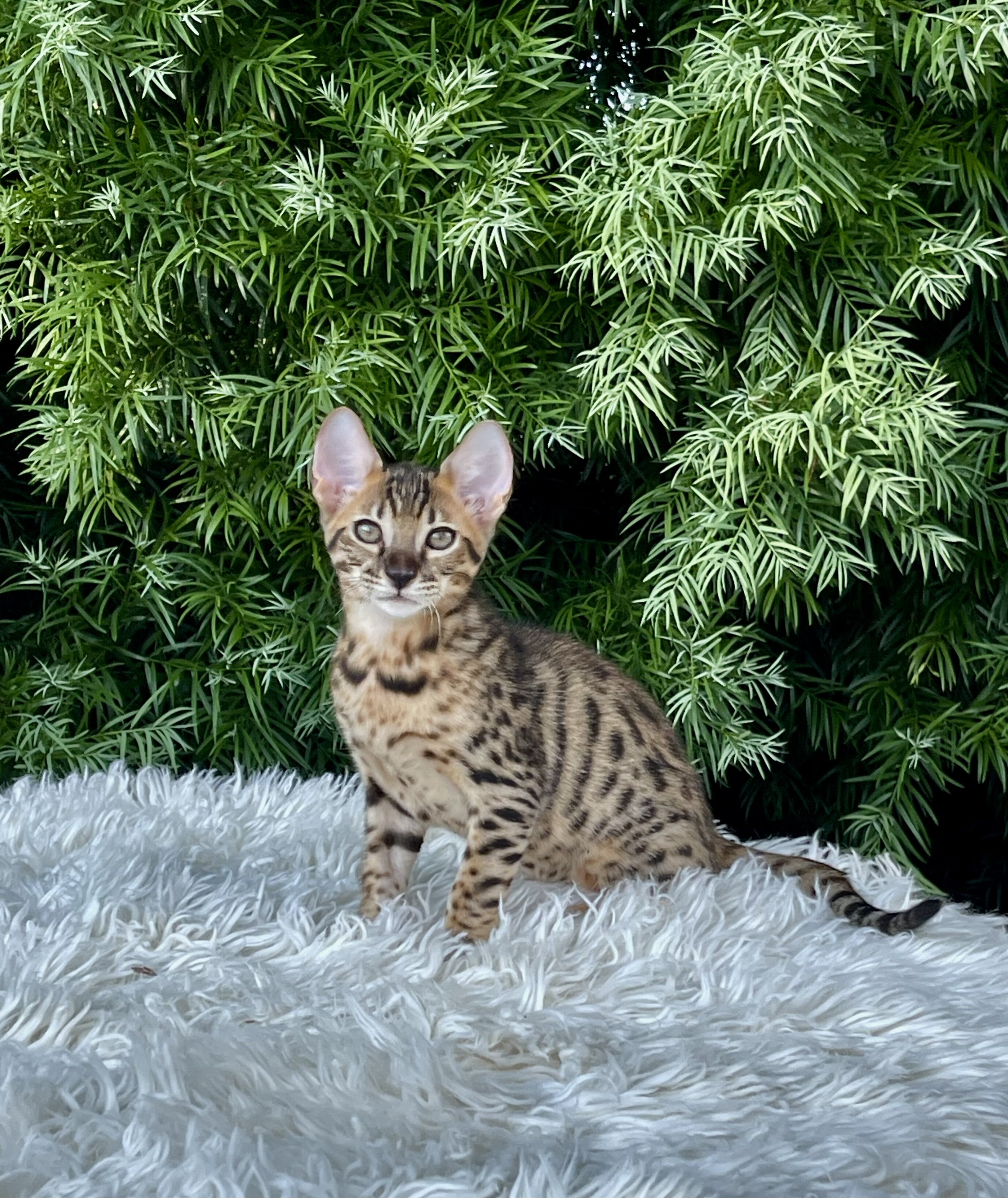 Kitten image 4