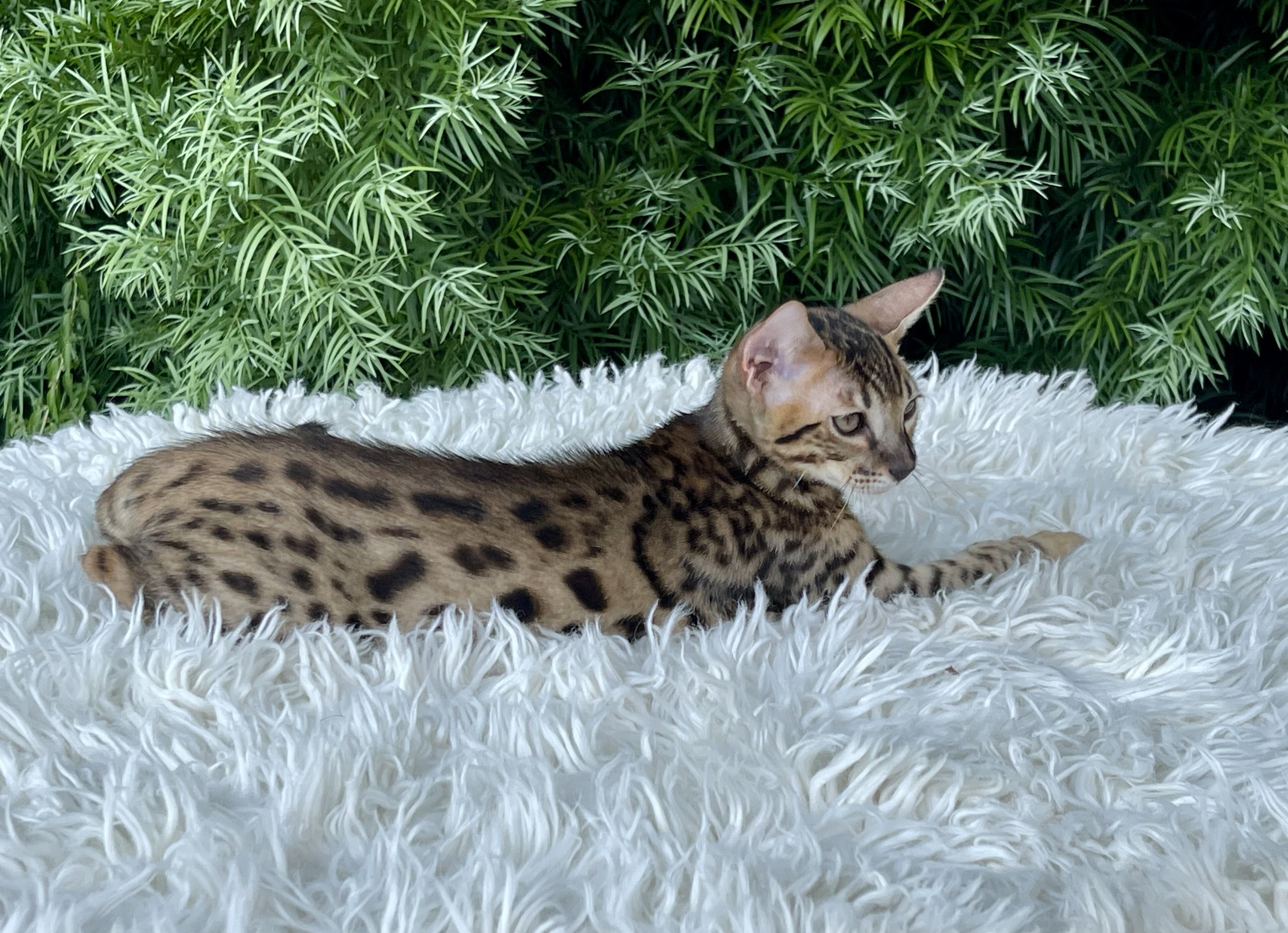 Kitten image 3