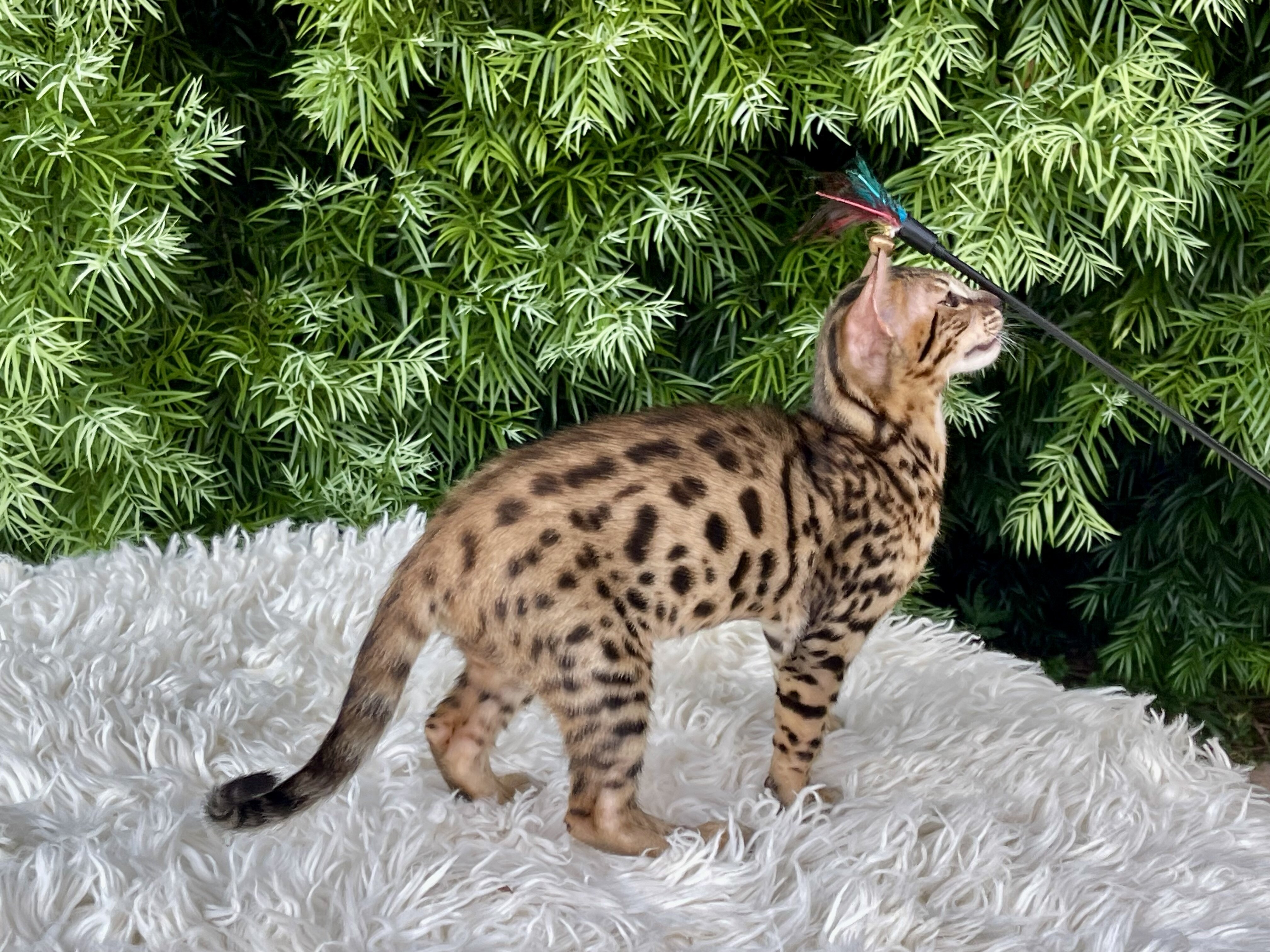 Kitten image 2