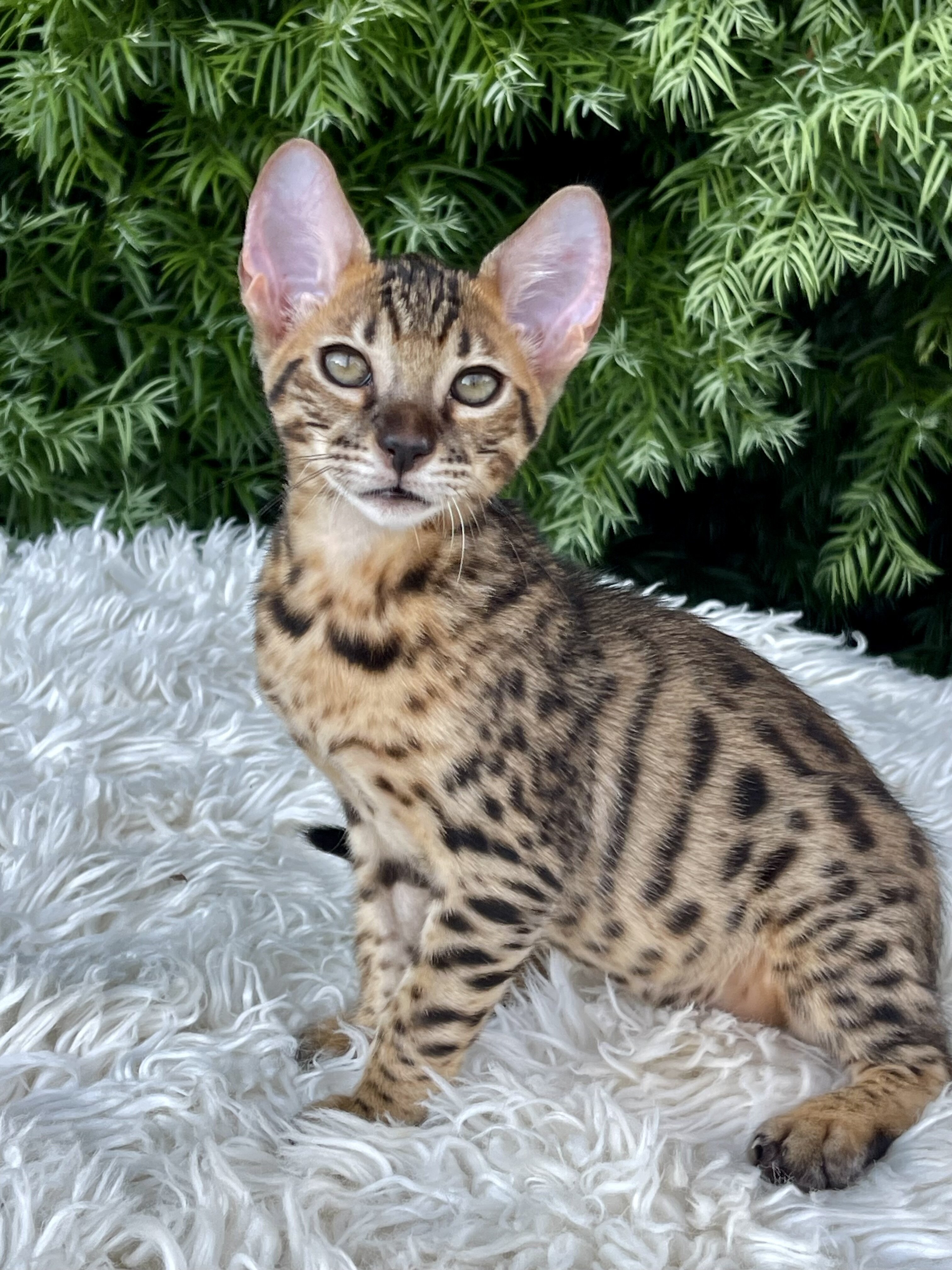 Kitten image 1