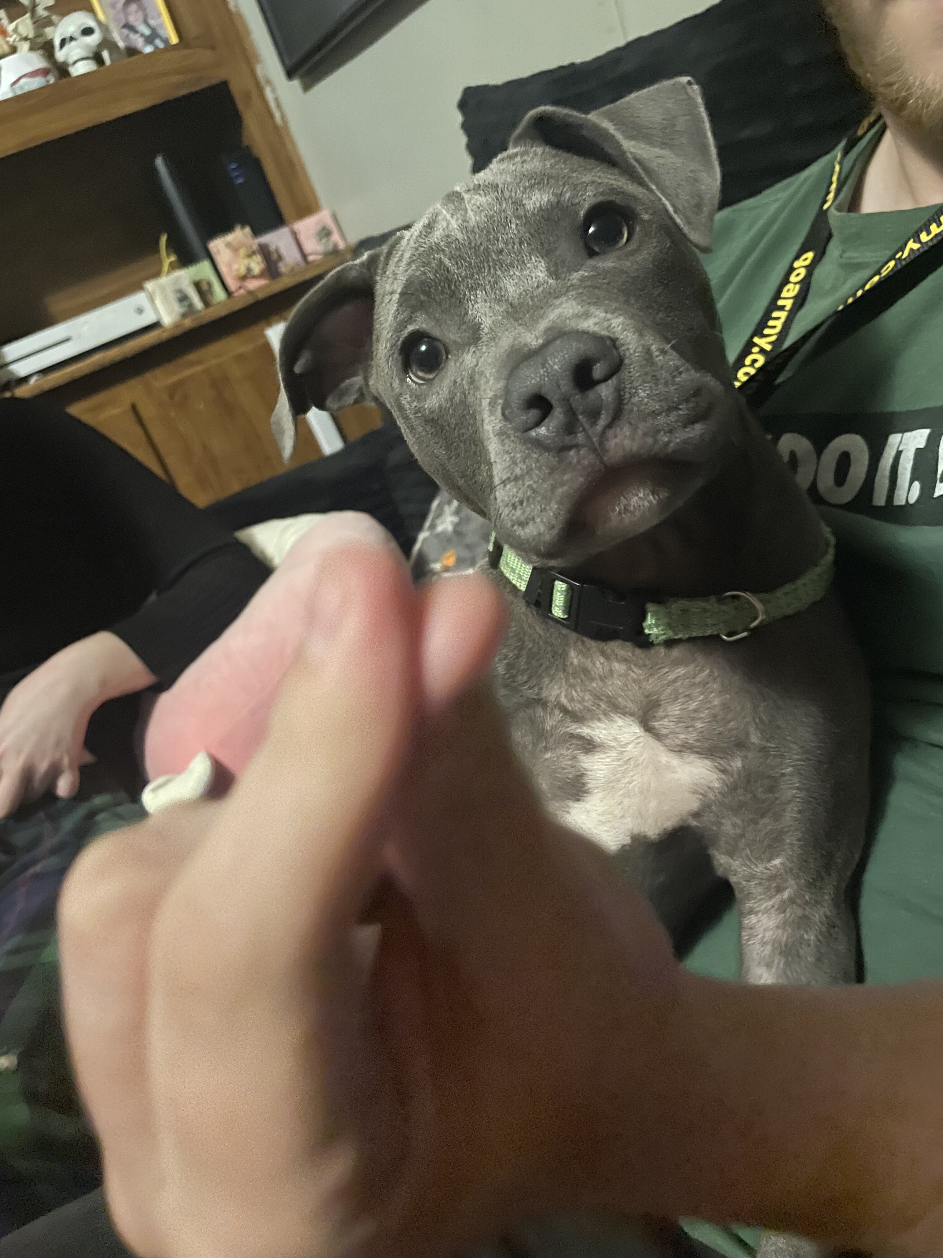 Pit bull image 1