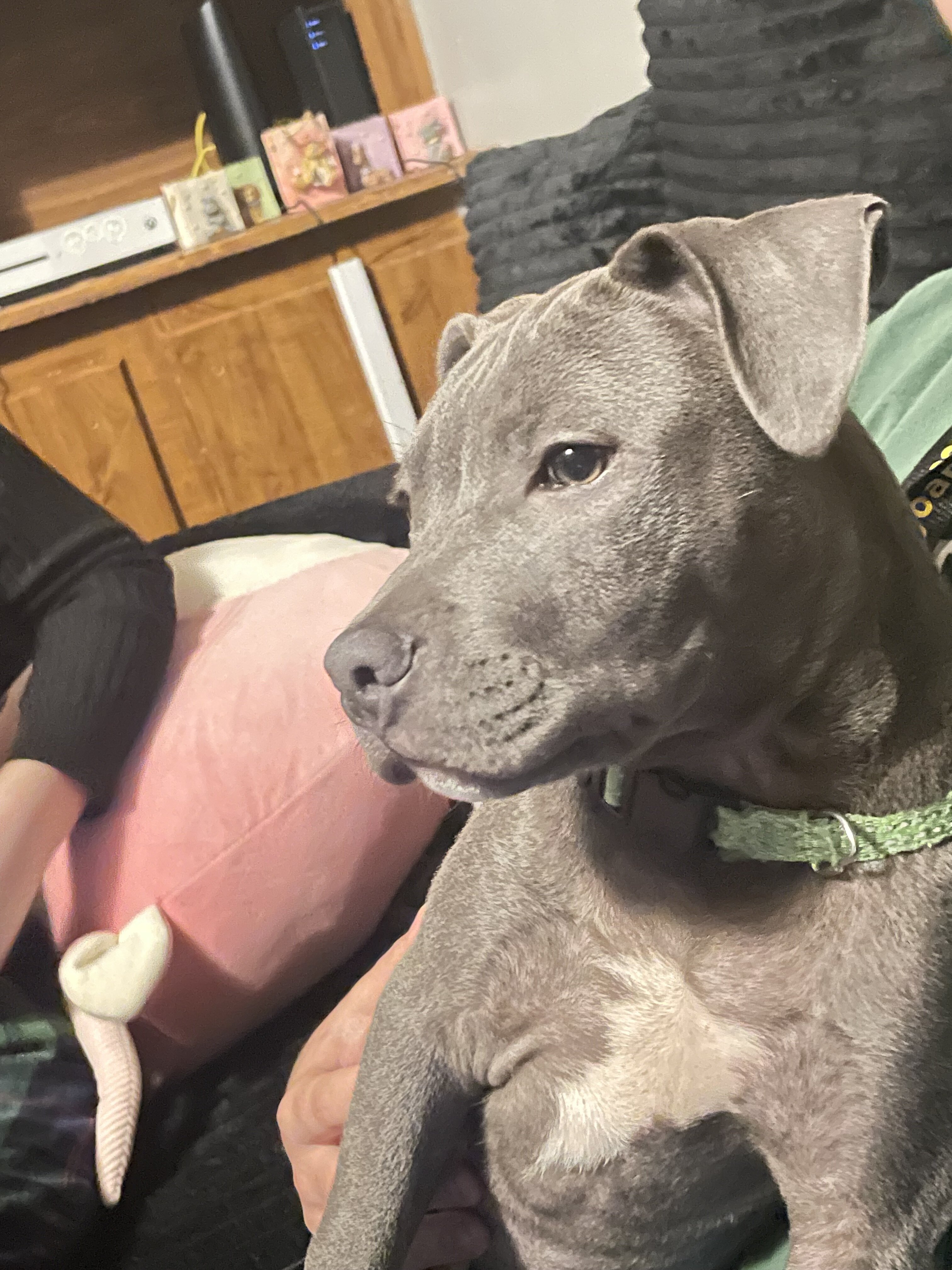 Pit bull image 2
