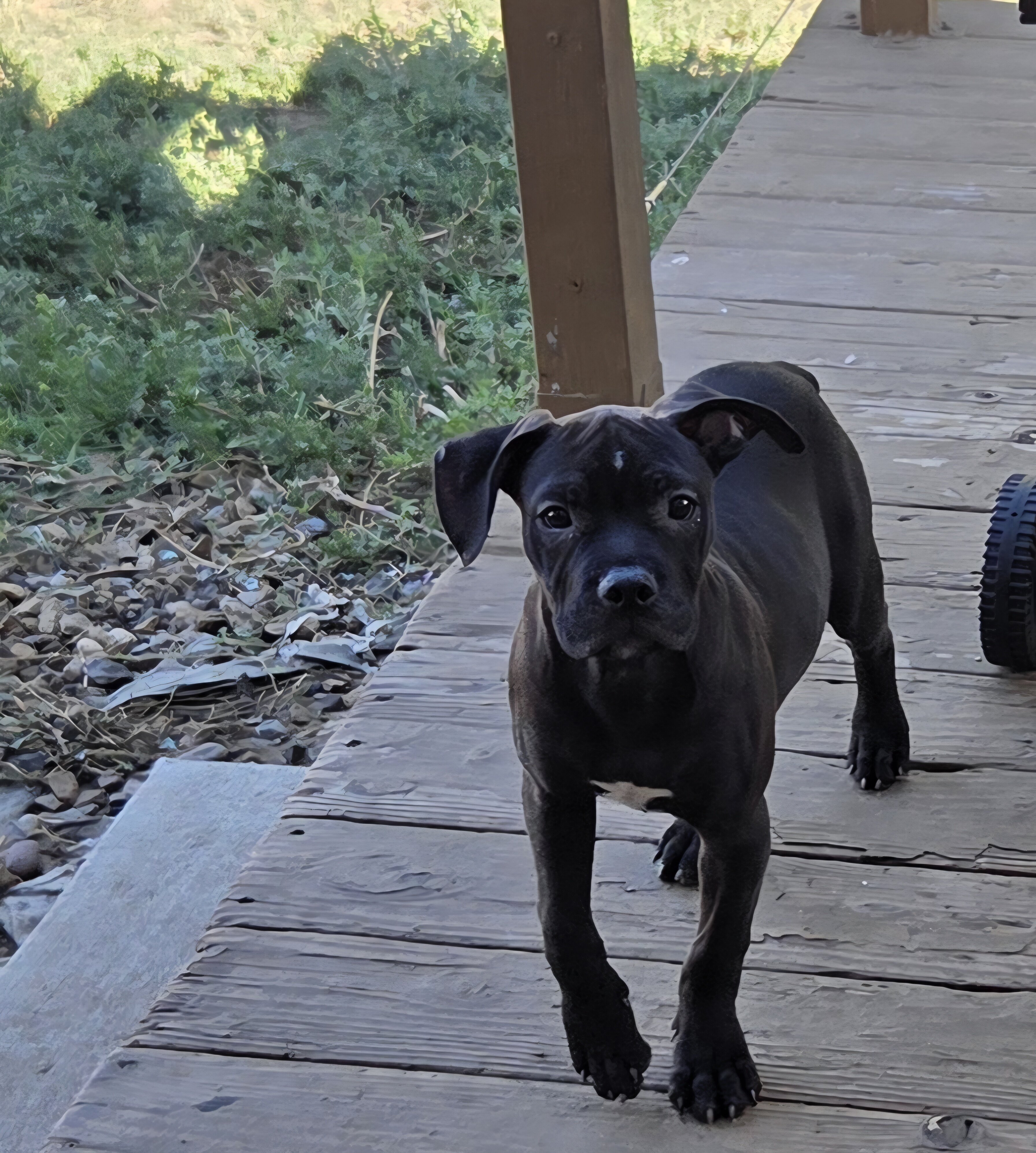 Cane Carso Pit Mix image 1