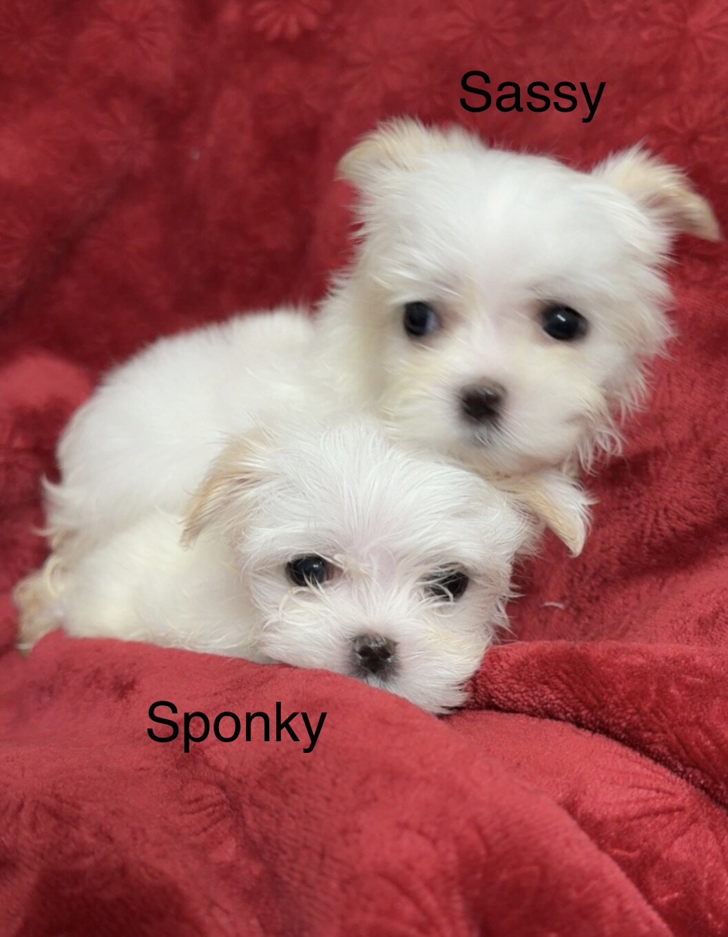 Puppies image 1