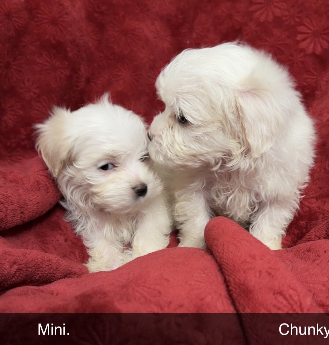 Puppies image 4