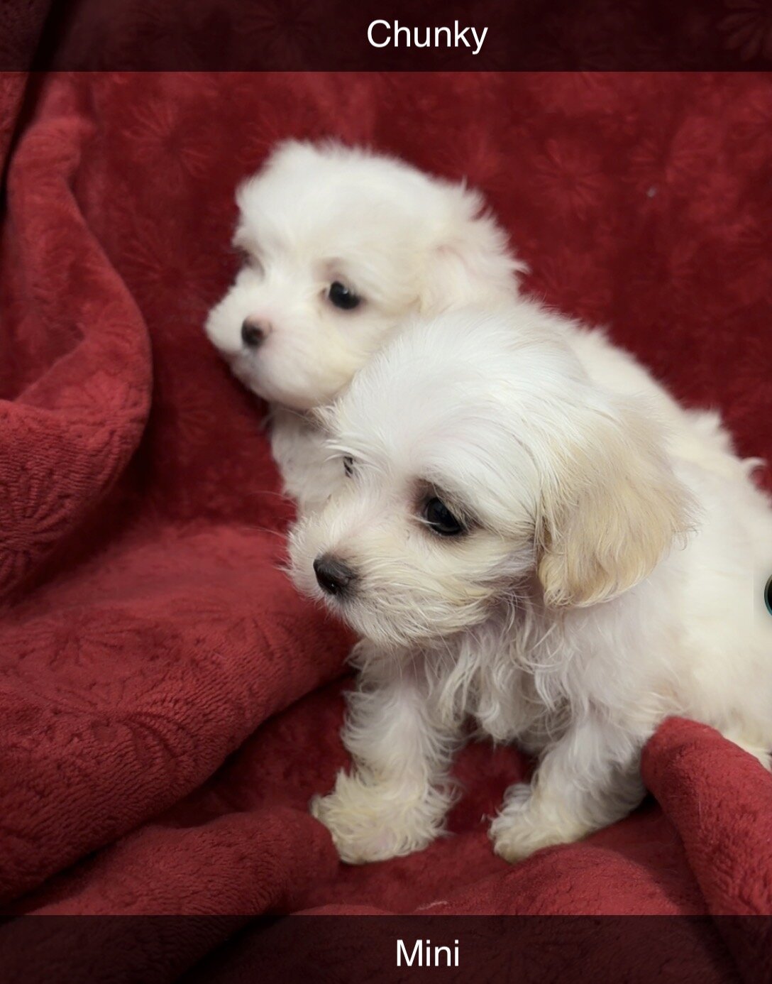 Puppies image 2