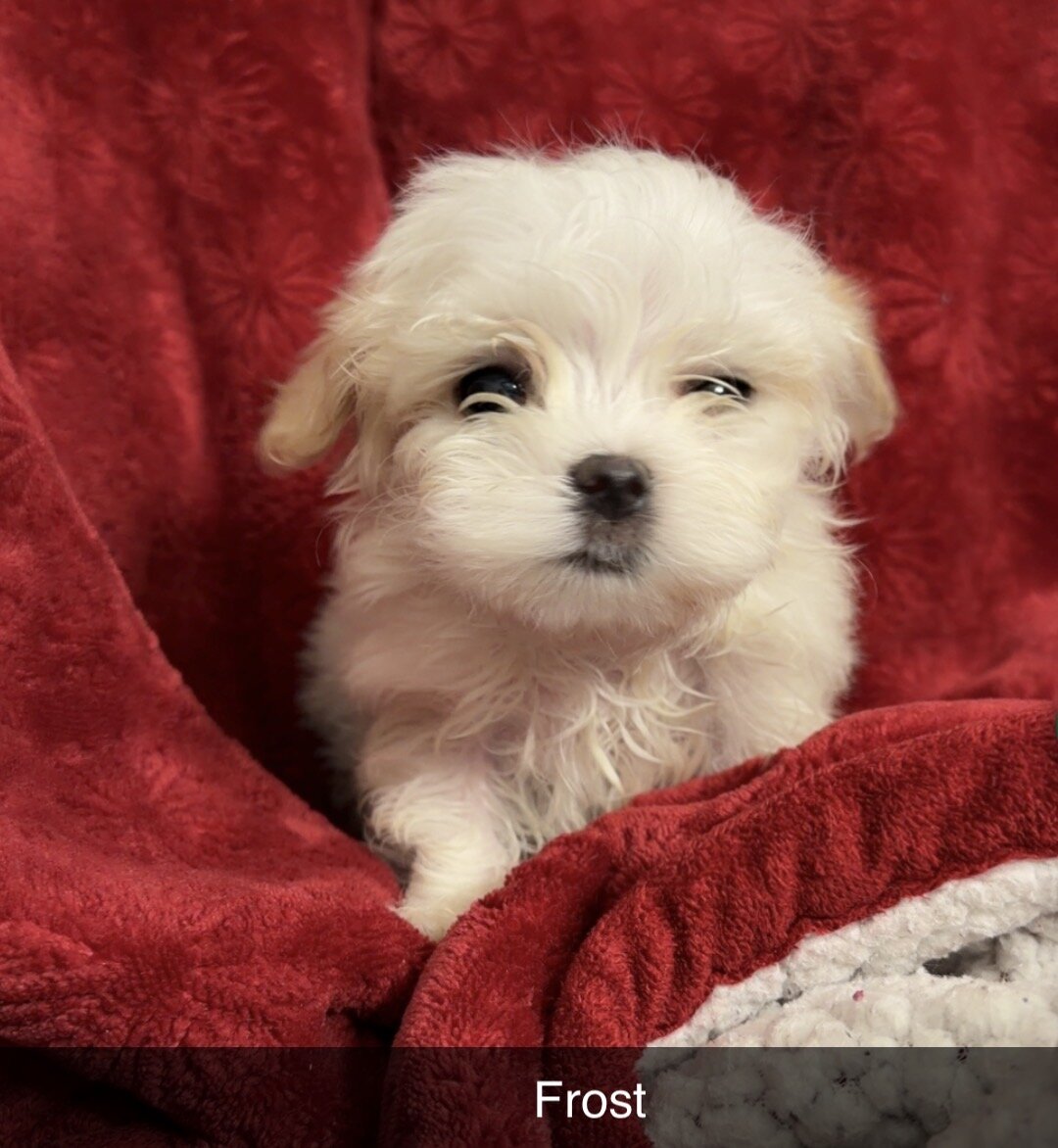 Puppies image 5