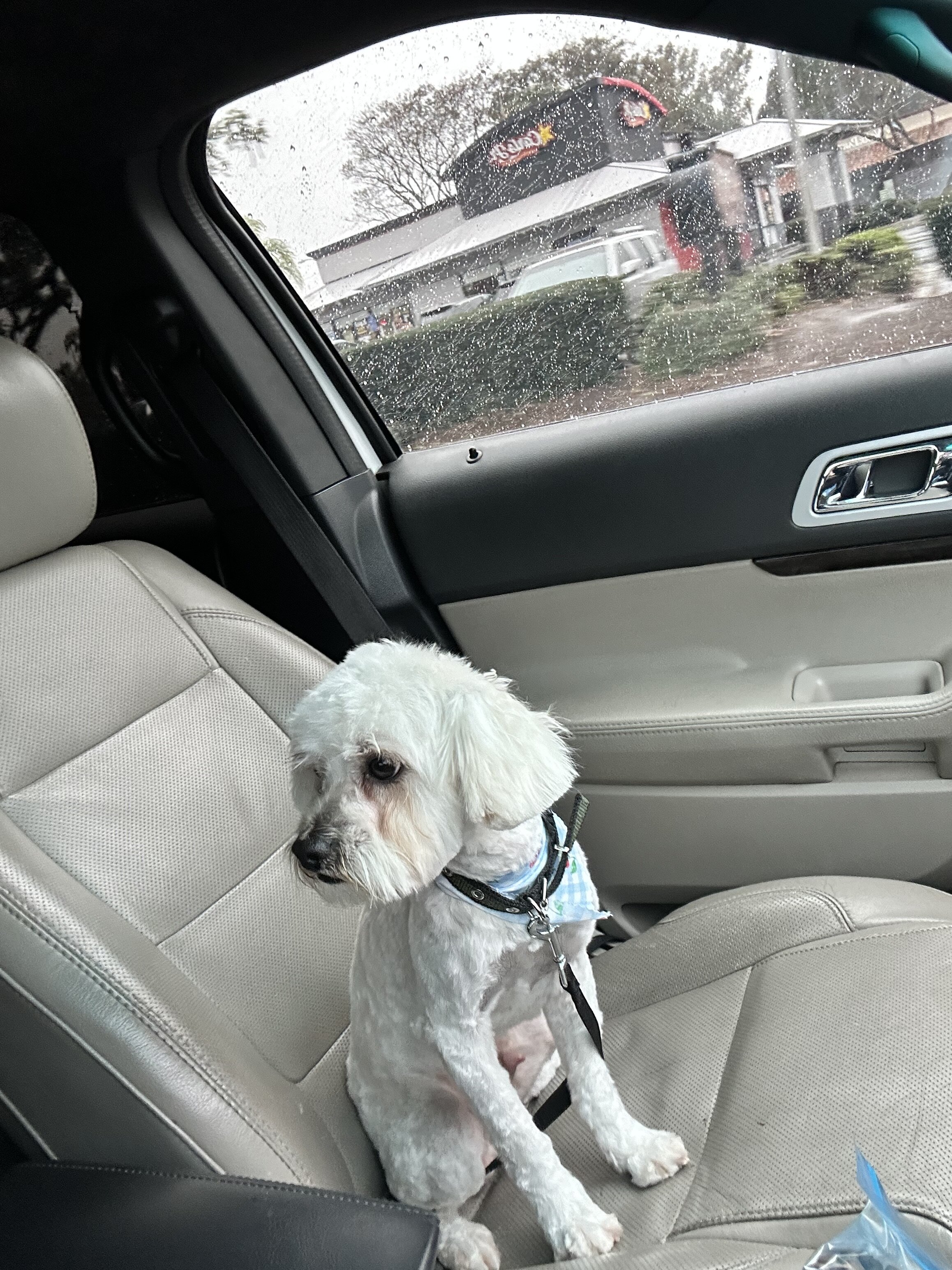 Male Maltipoo image 2